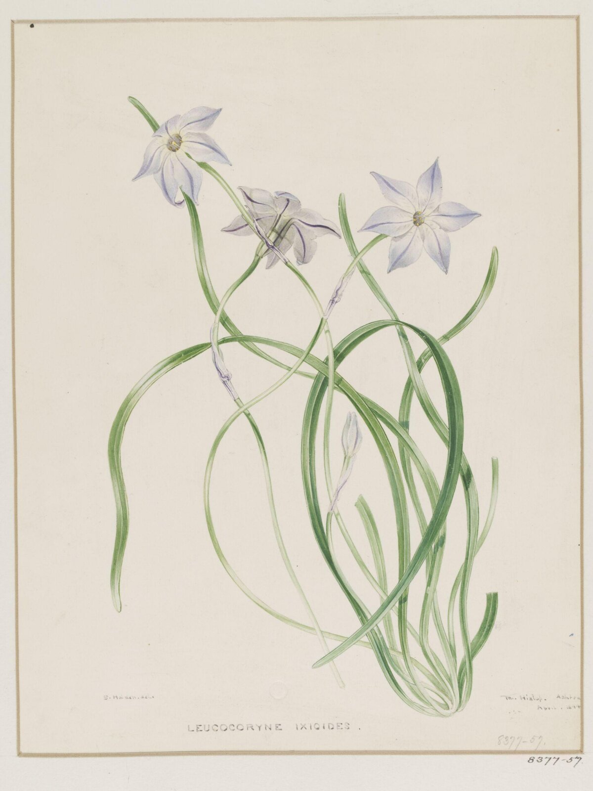 Drawing, Samuel Holden, April 1844