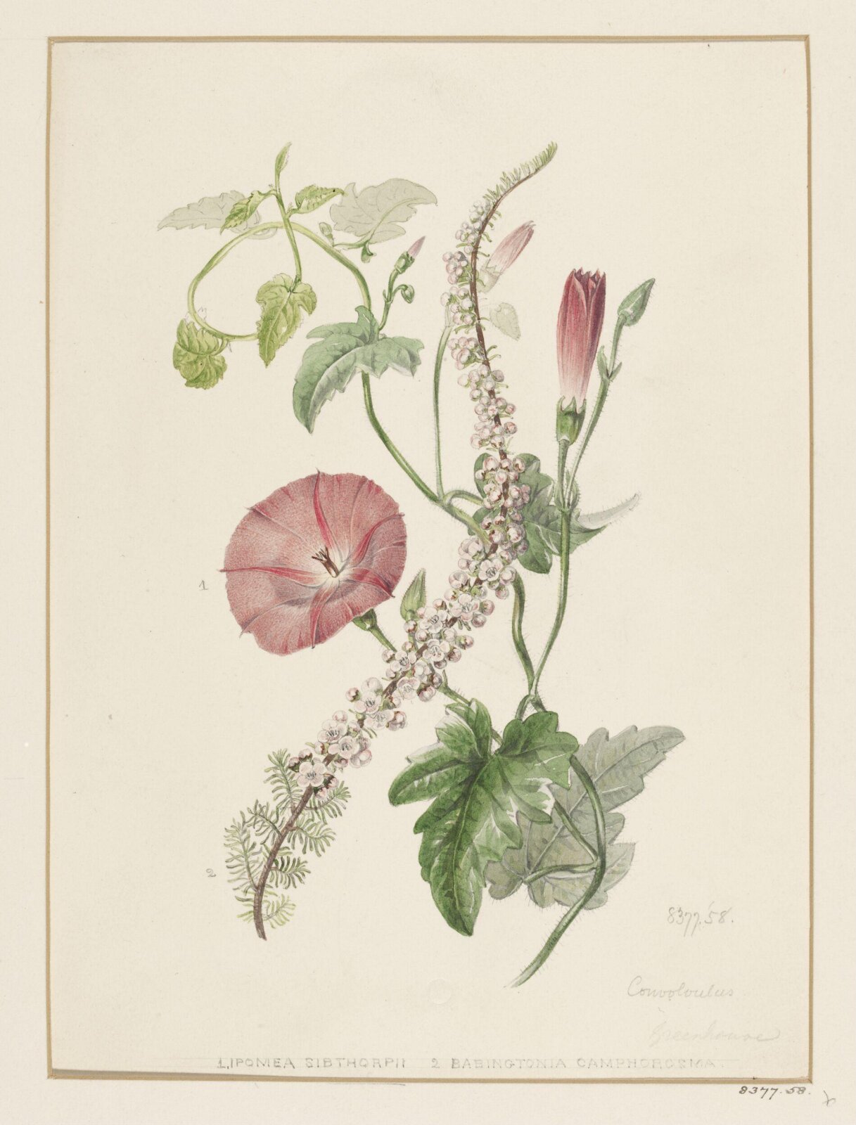 Drawing, Samuel Holden, 1837-47