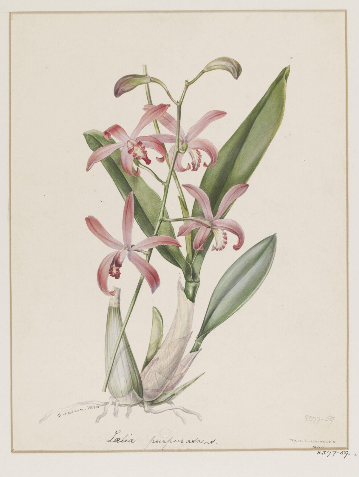 Drawing, Samuel Holden, 1840