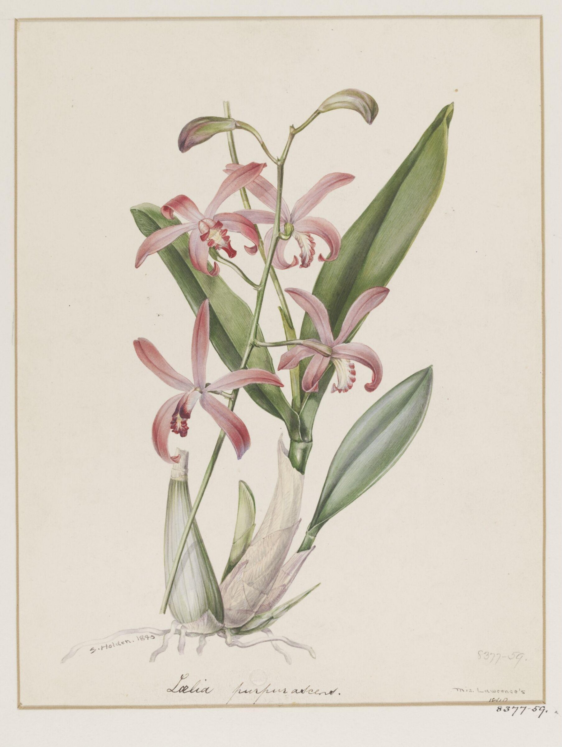 Drawing, Samuel Holden, 1840