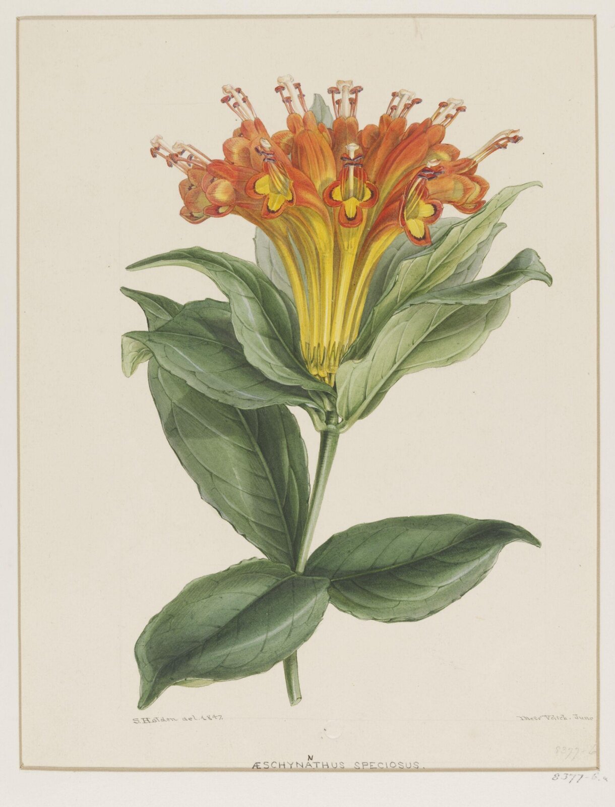 aeschynanthus speciosus, Samuel Holden, June 1847