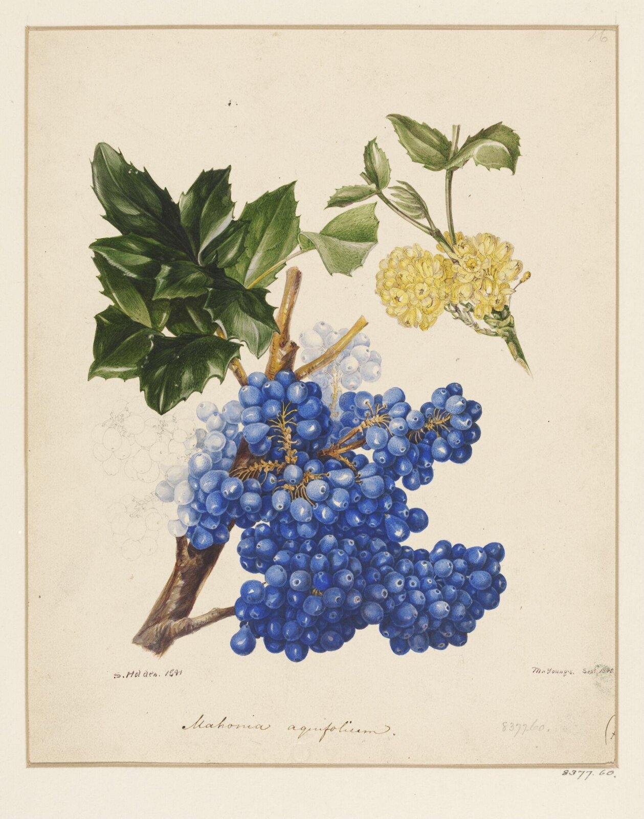 Drawing, Samuel Holden, 1841