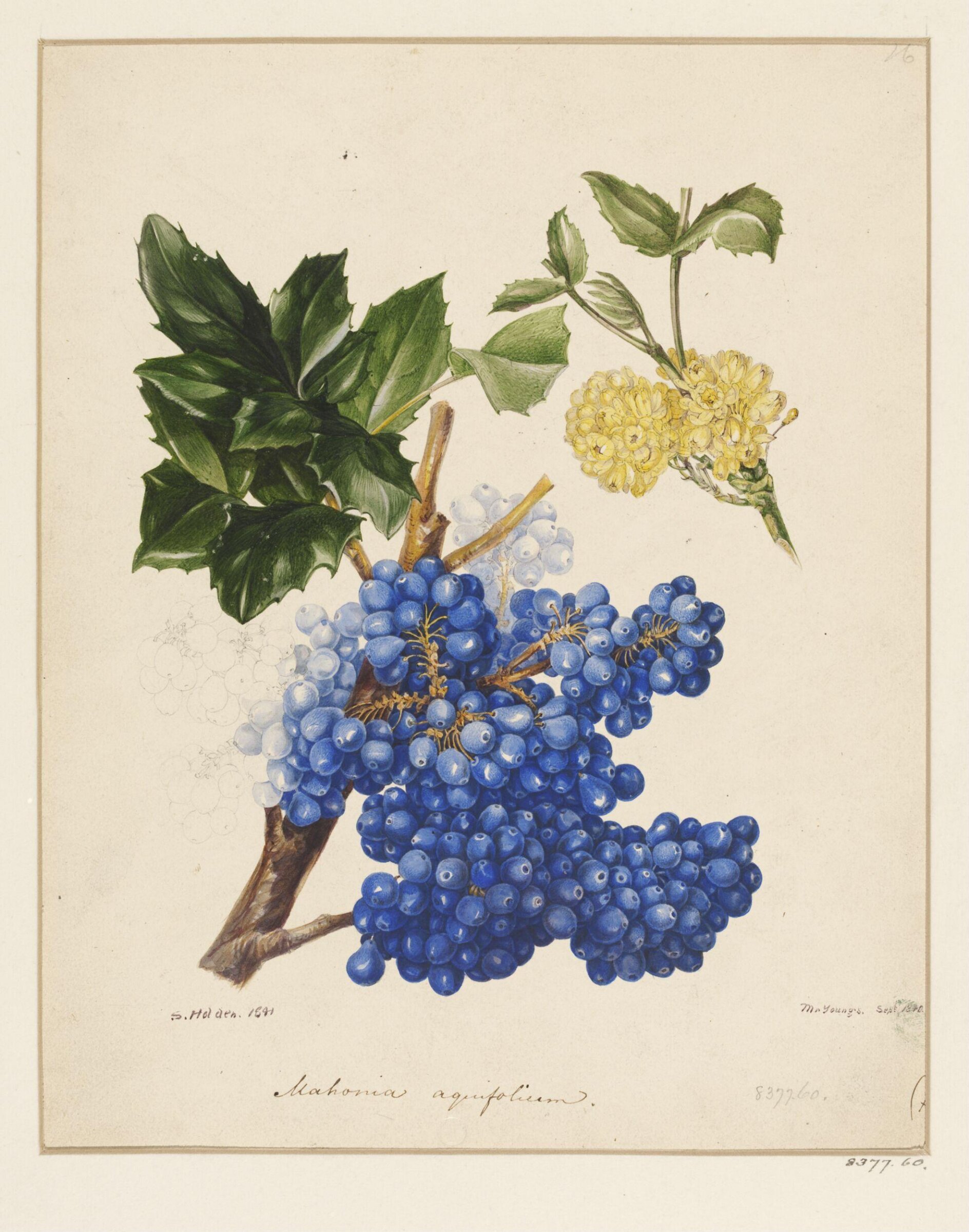 Drawing, Samuel Holden, 1841