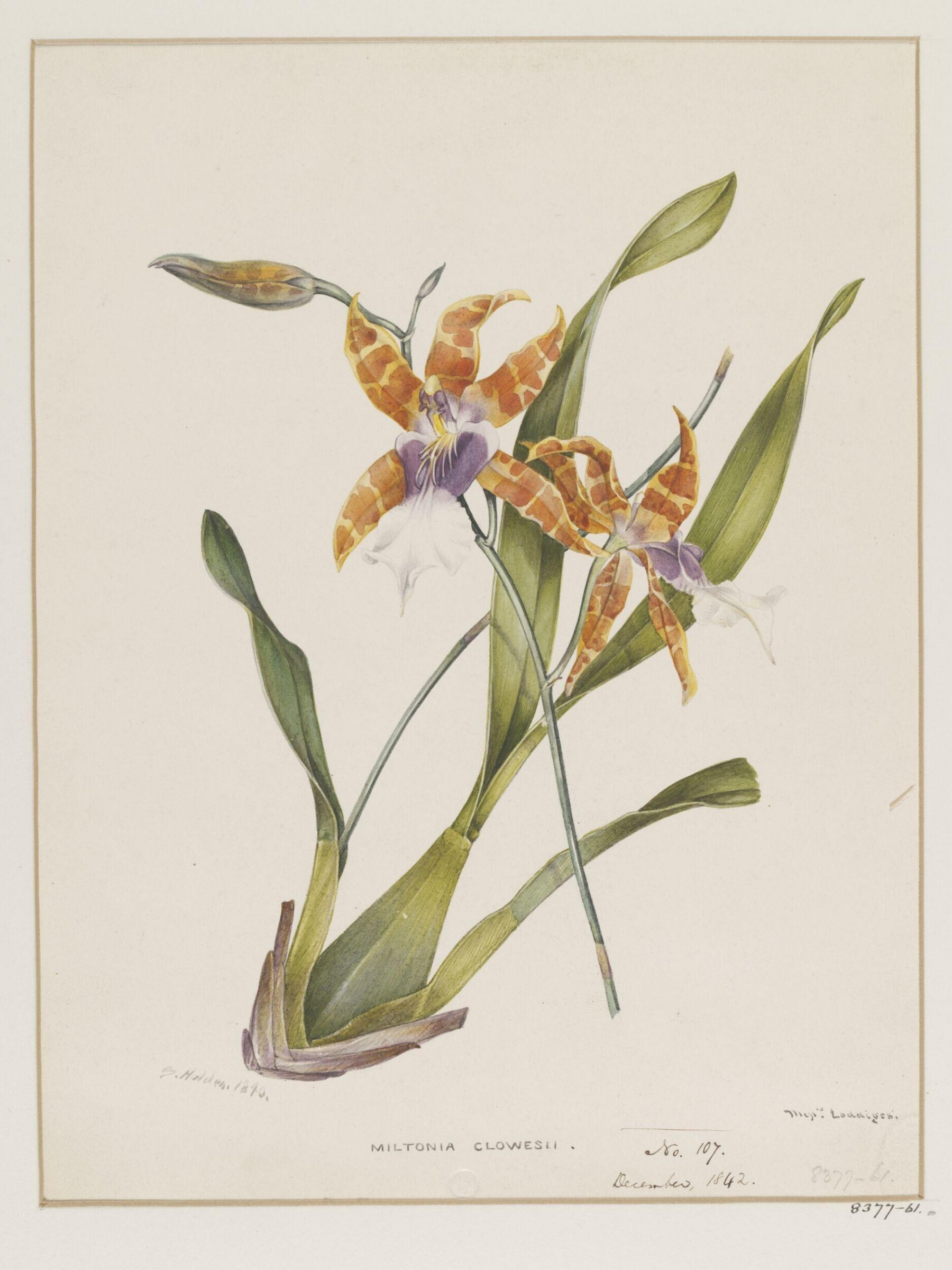 Drawing, Samuel Holden, December 1842
