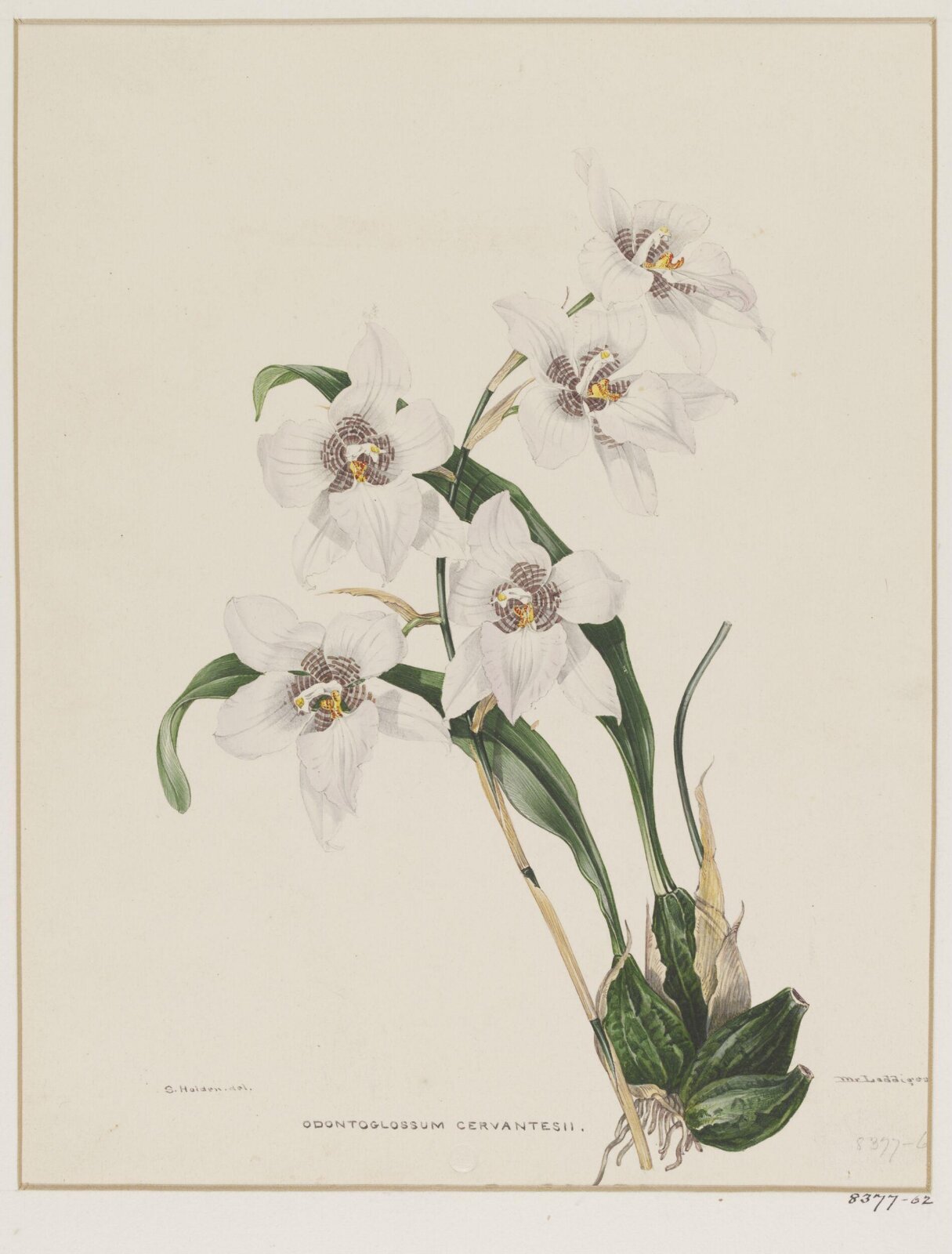 Drawing, Samuel Holden, 1837-47