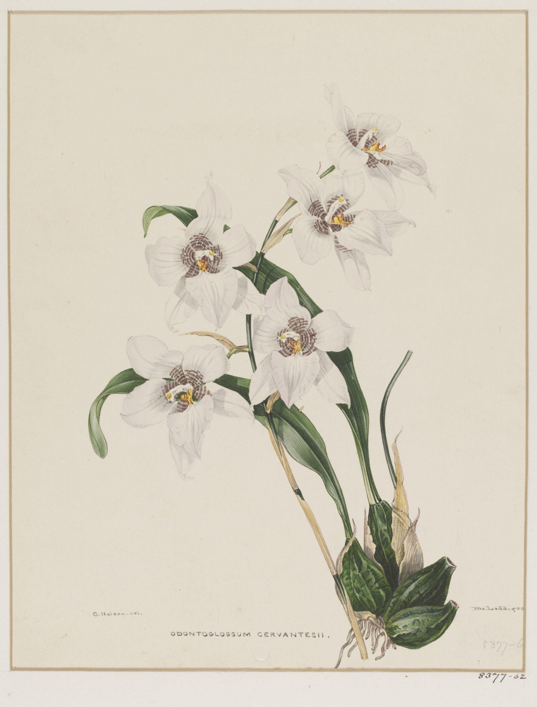 Drawing, Samuel Holden, 1837-47