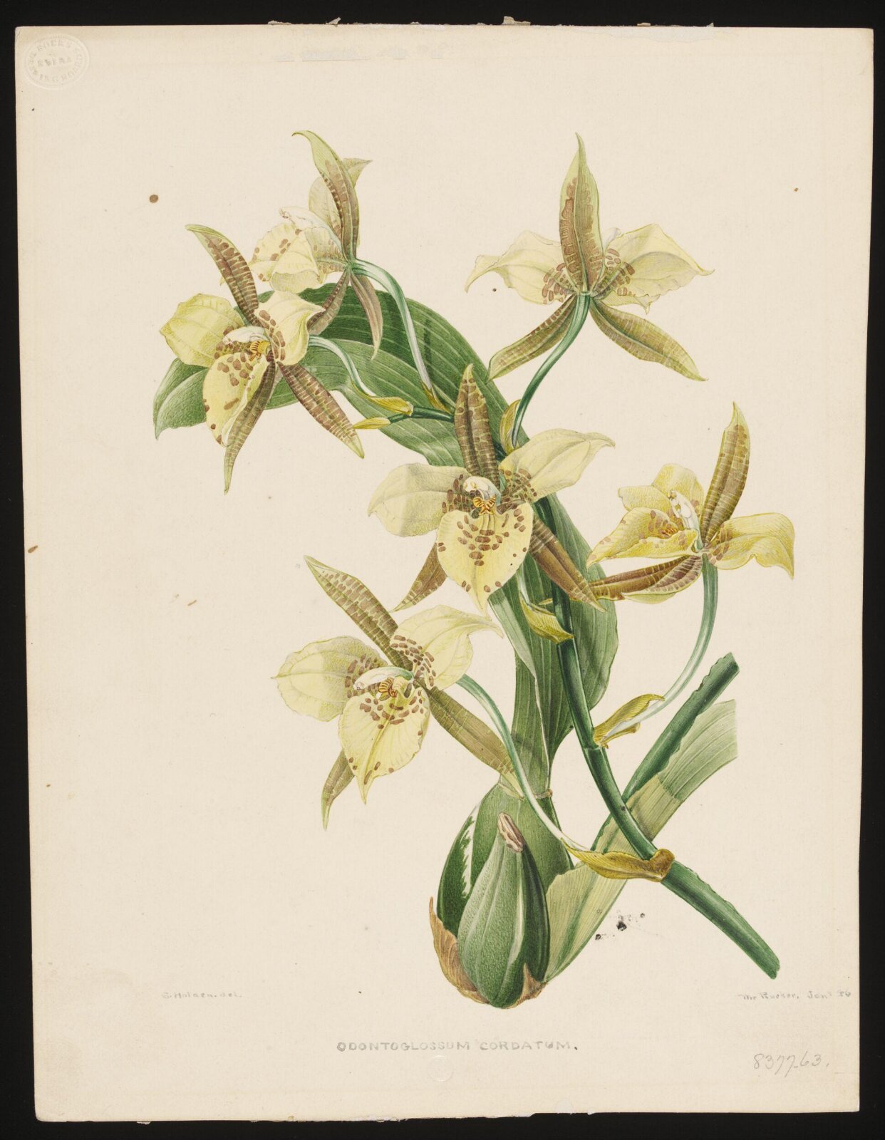 Drawing, Samuel Holden, Jan 1846
