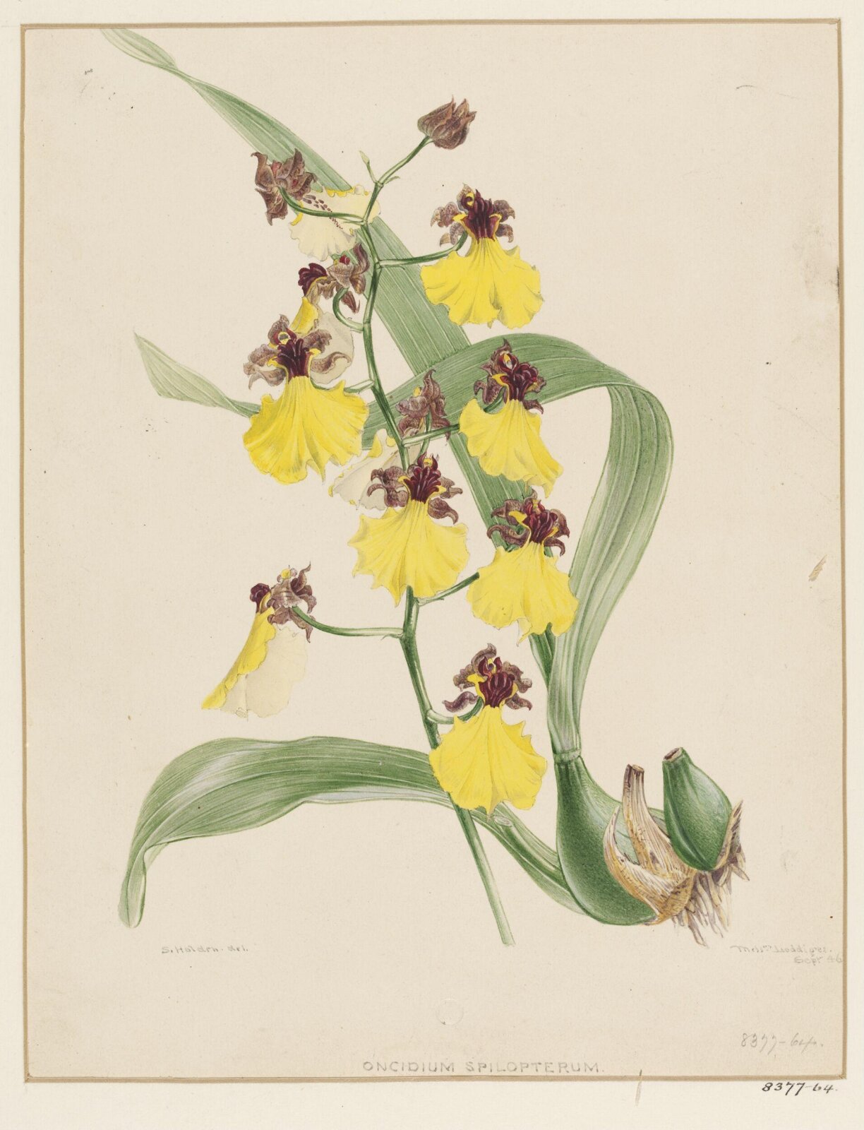 Drawing, Samuel Holden, Sept 1846