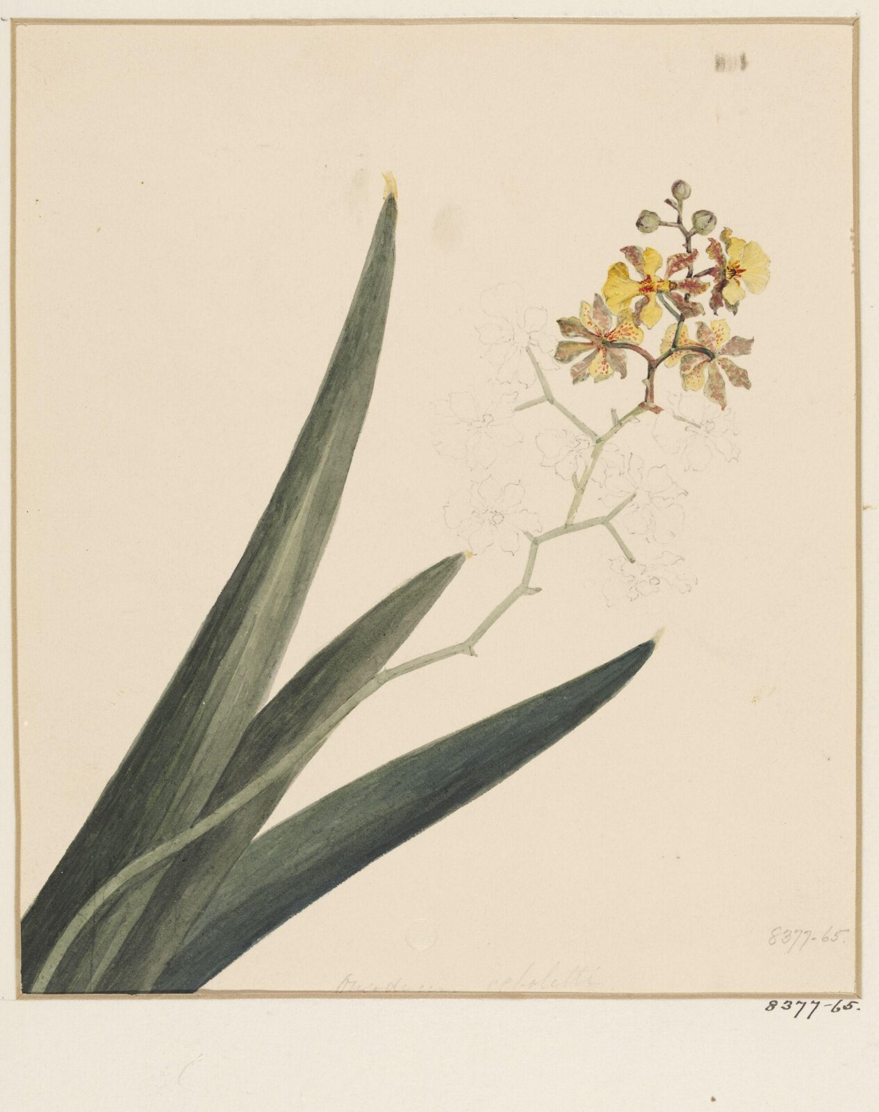 Drawing, Samuel Holden, 1837-47
