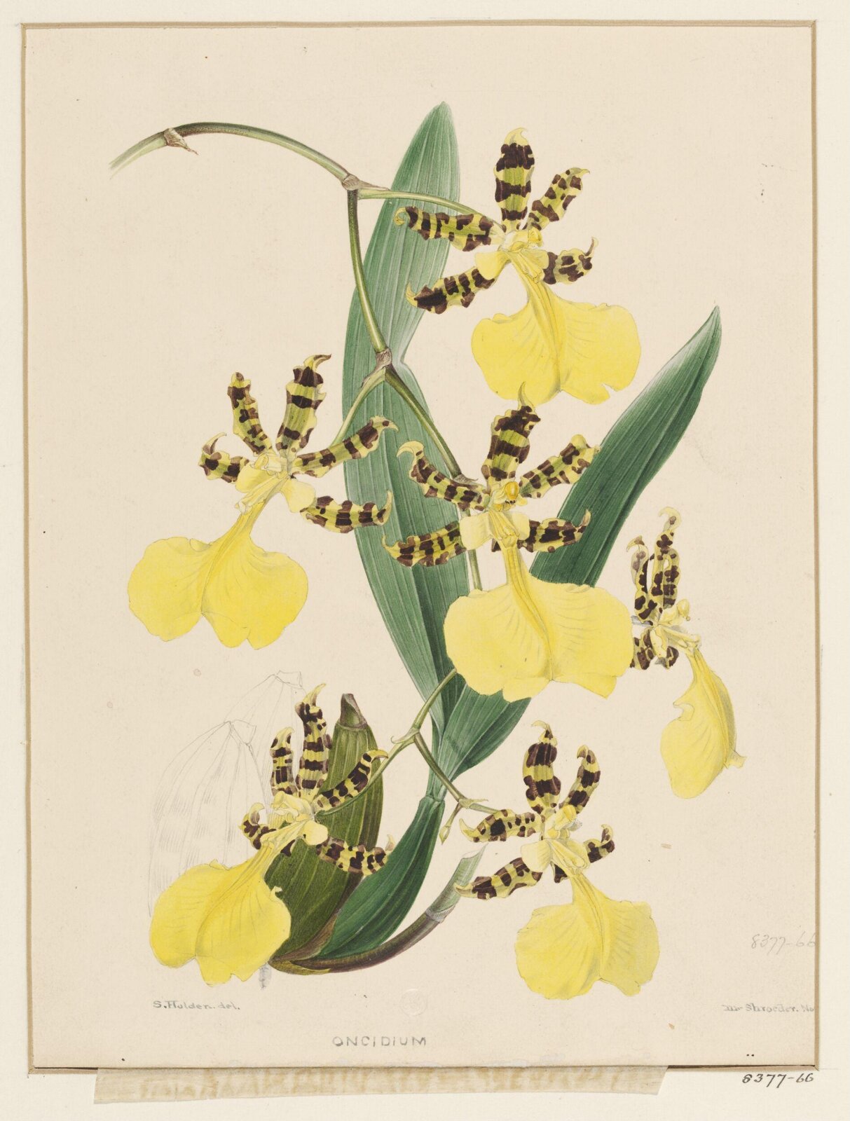 Drawing, Samuel Holden, Nov 1846