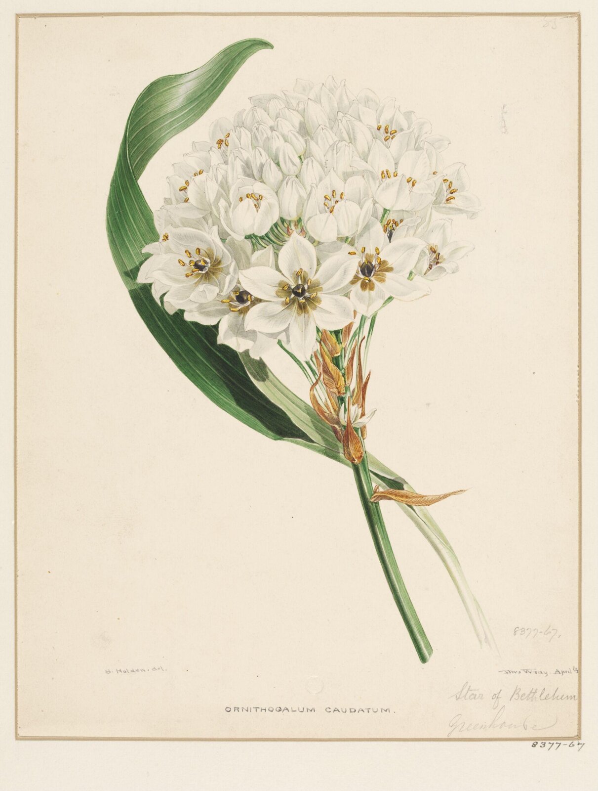 Drawing, Samuel Holden, 1837-47