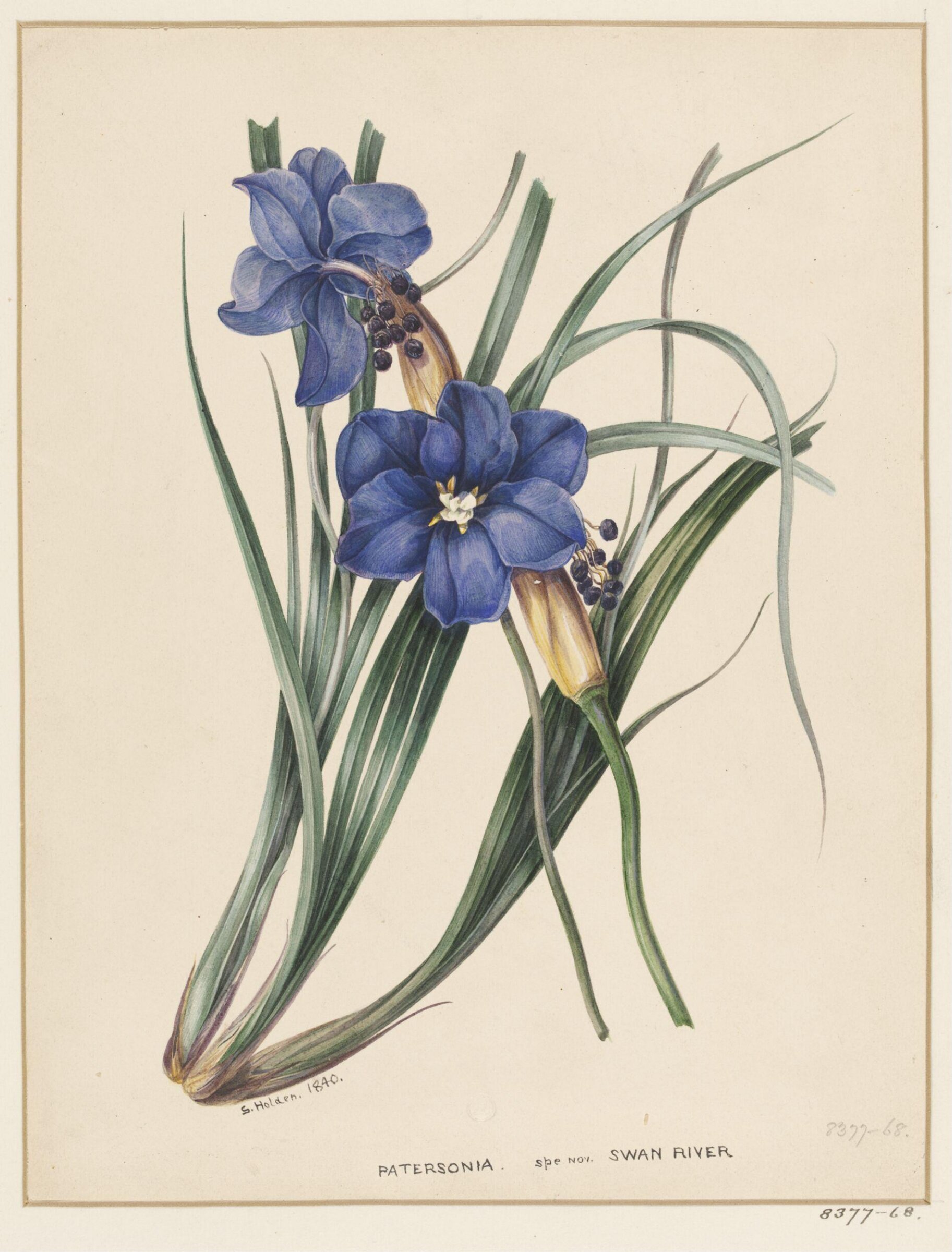 Drawing, Samuel Holden, 1840