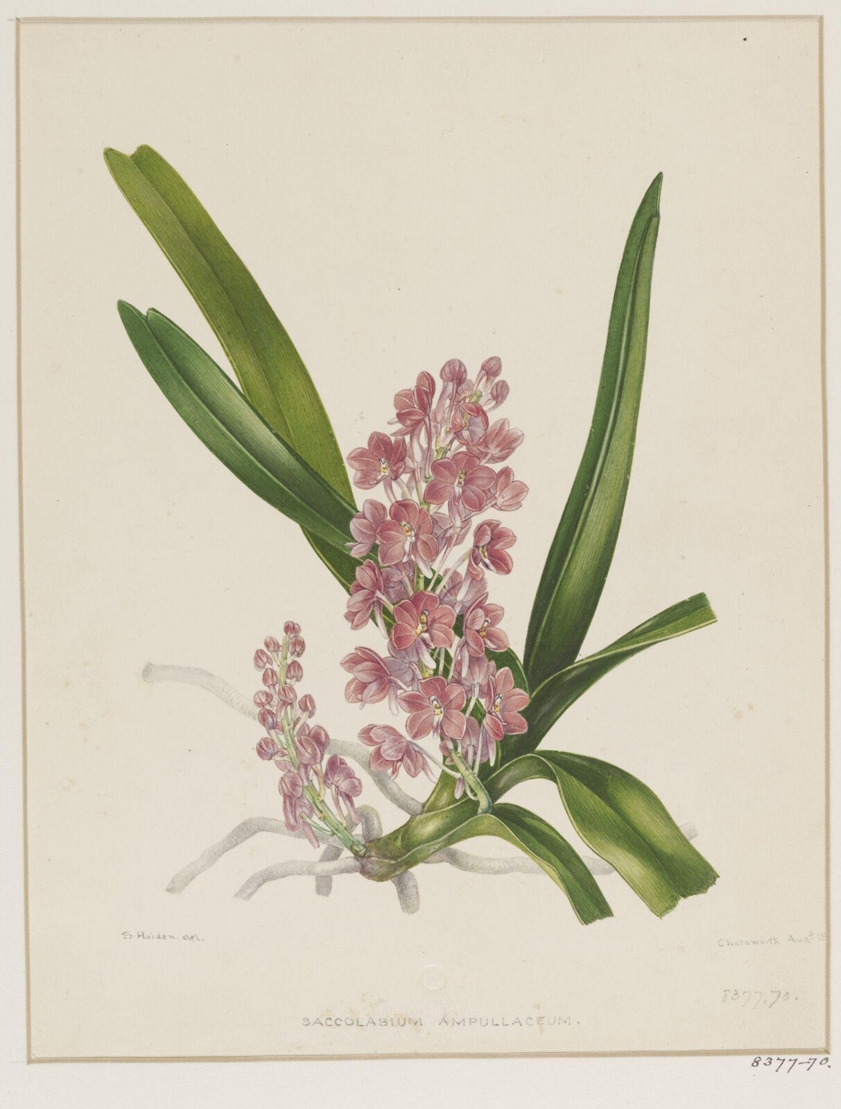 Drawing, Samuel Holden, Aug 1842