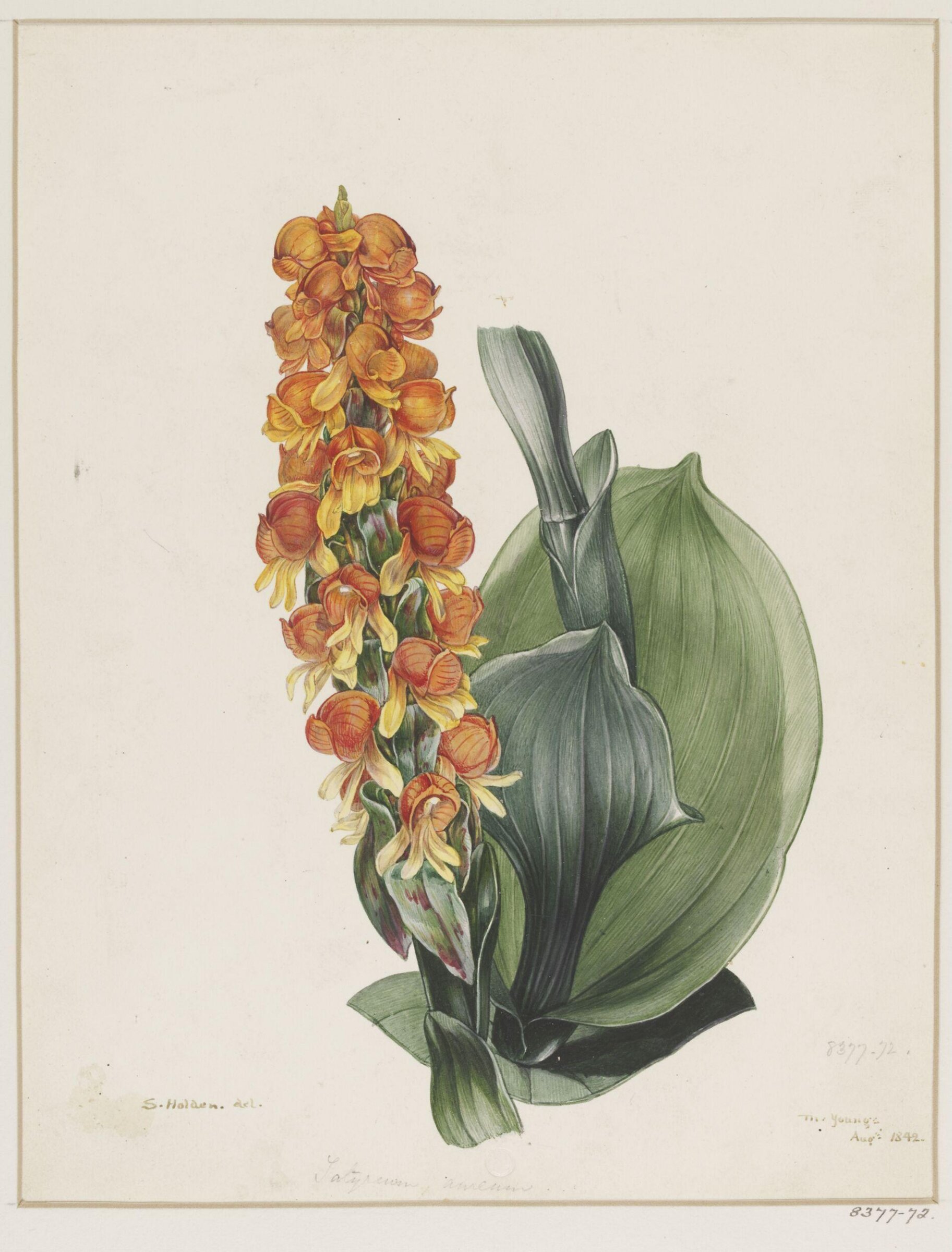 Drawing, Samuel Holden, Aug 1842