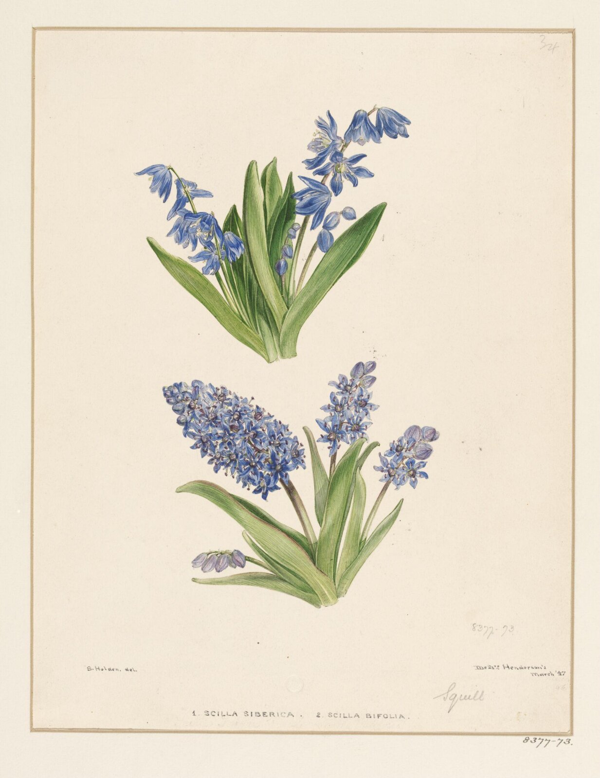Drawing, Samuel Holden, March 1847