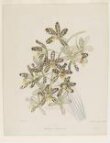 Banksia speciosa thumbnail 2