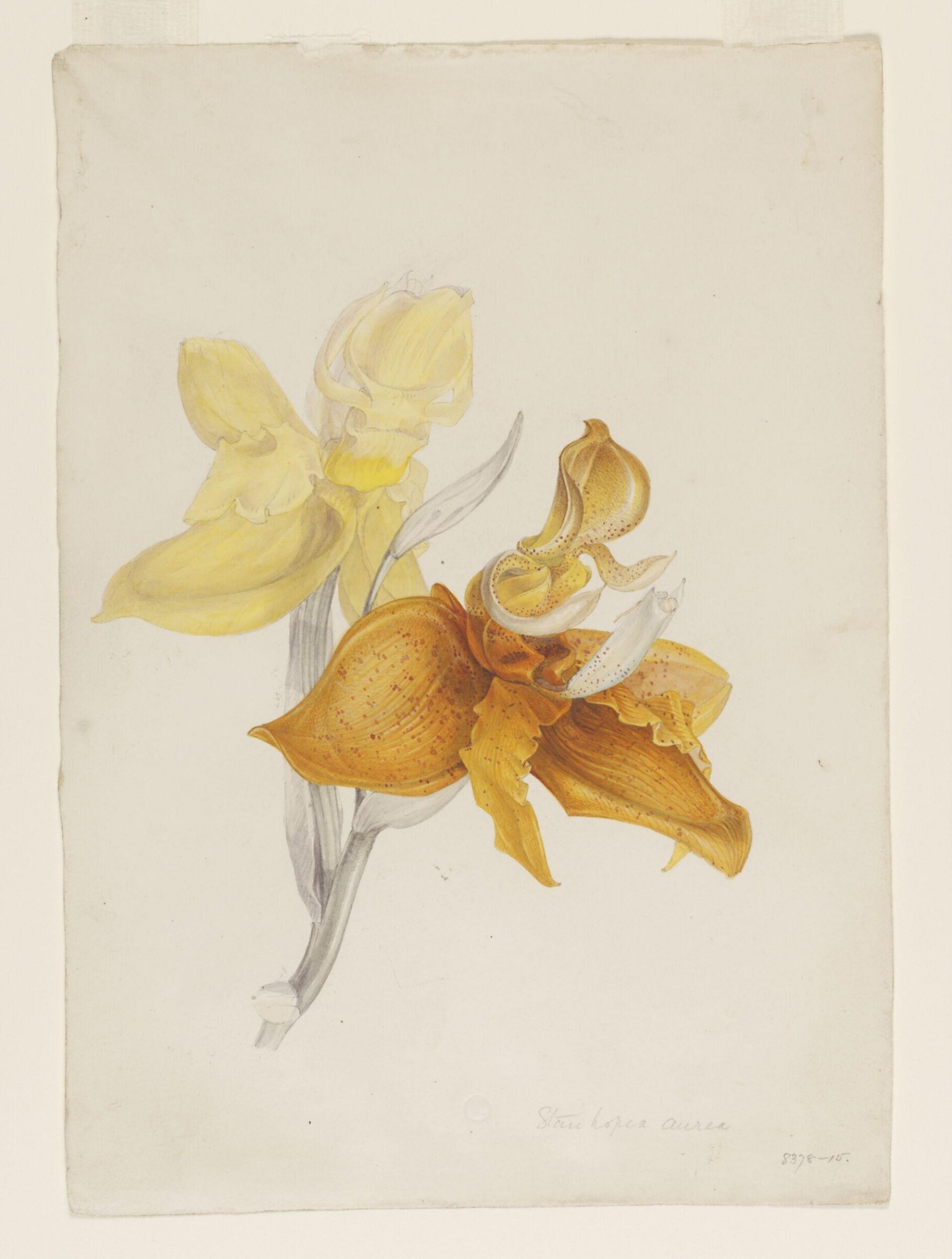 Drawing, Samuel Holden, 1837-47