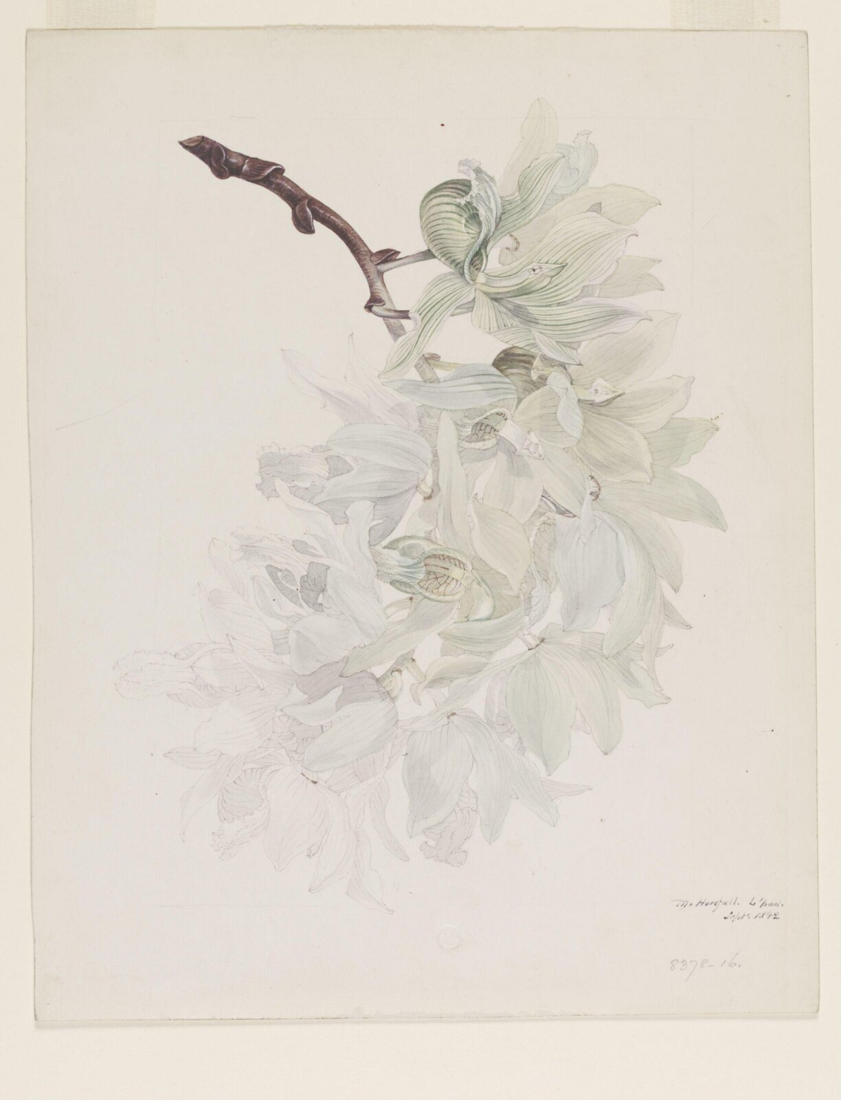 Drawing, Samuel Holden, Sept 1842