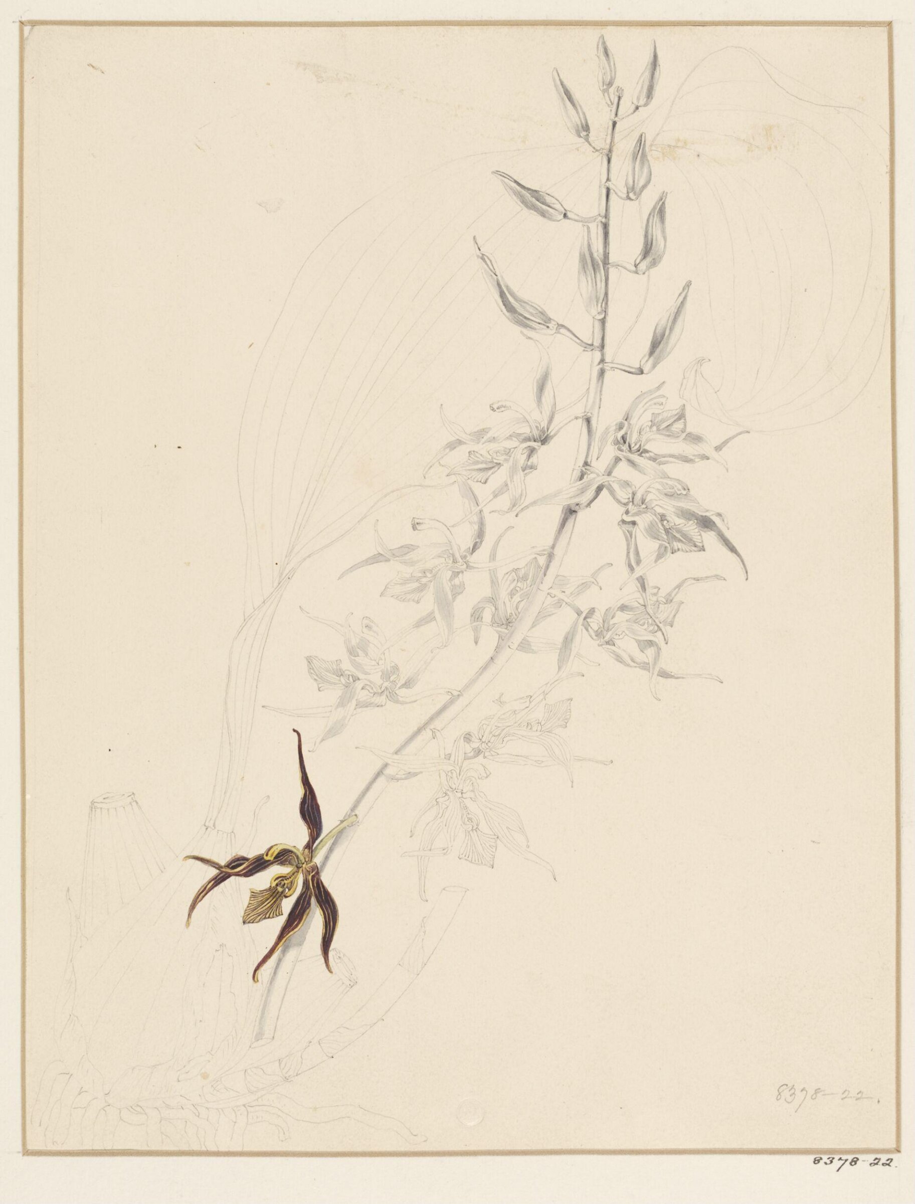 Drawing, Samuel Holden, 1837-47
