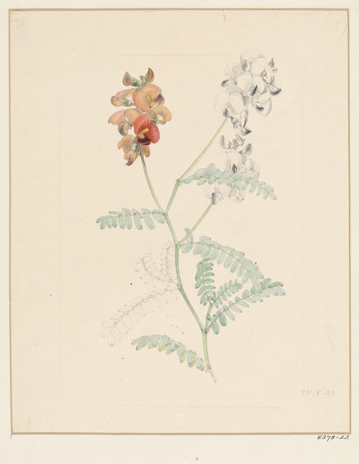 Drawing, Samuel Holden, 1837-47