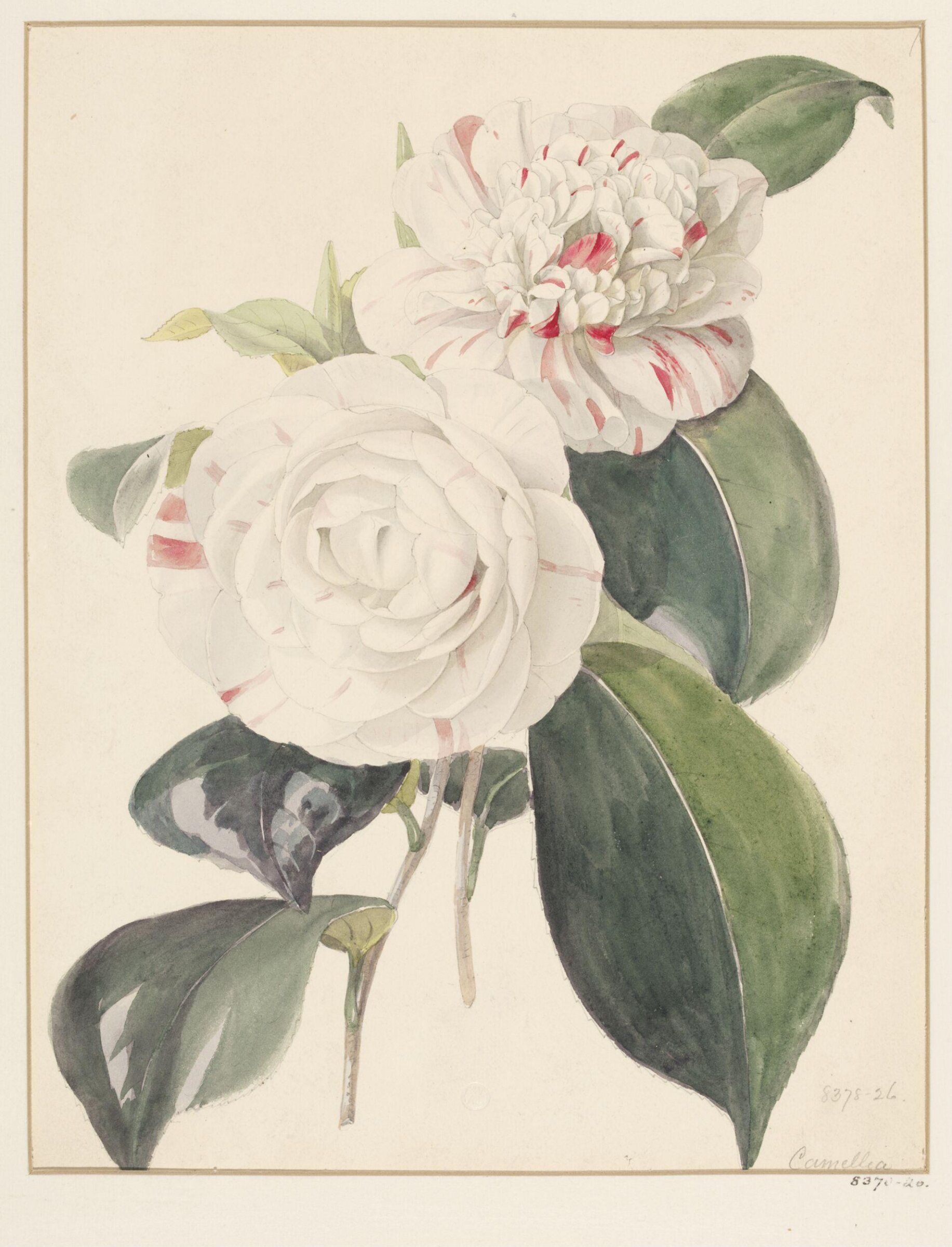 Drawing, Samuel Holden, 1837-47