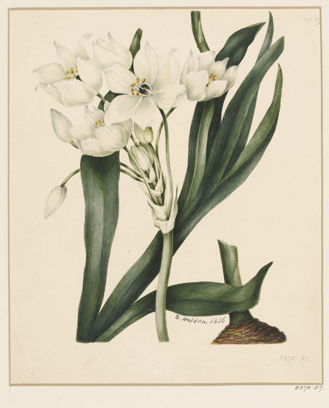 Drawing, Samuel Holden, 1836