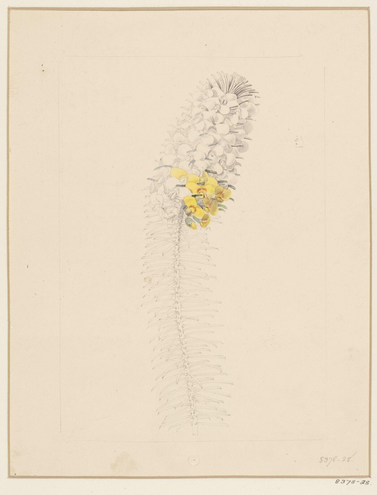 Drawing, Samuel Holden, 1837-47