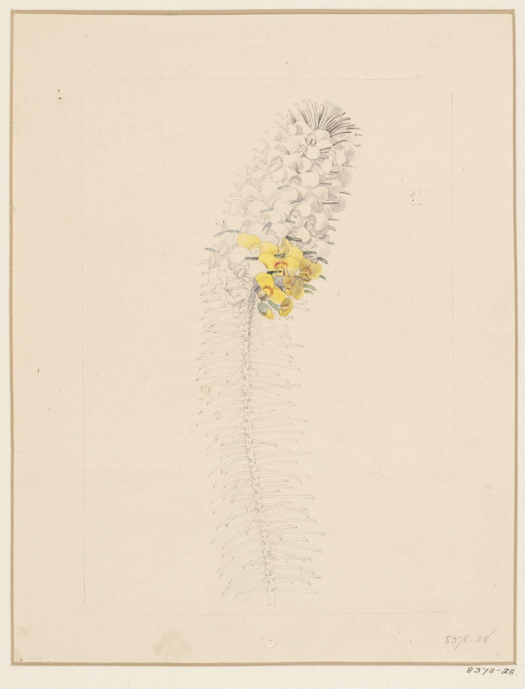 Drawing, Samuel Holden, 1837-47