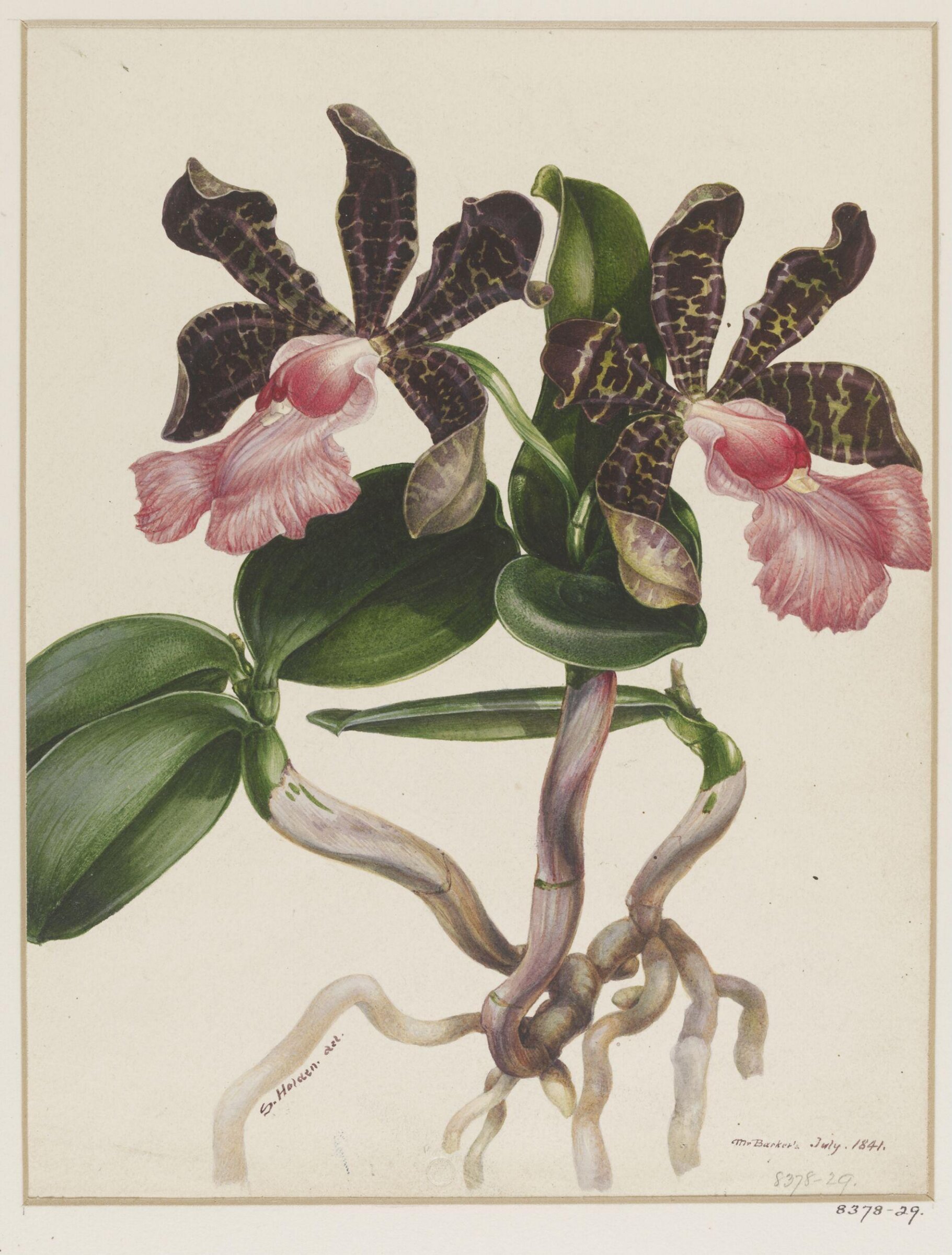 Drawing, Samuel Holden, July 1841