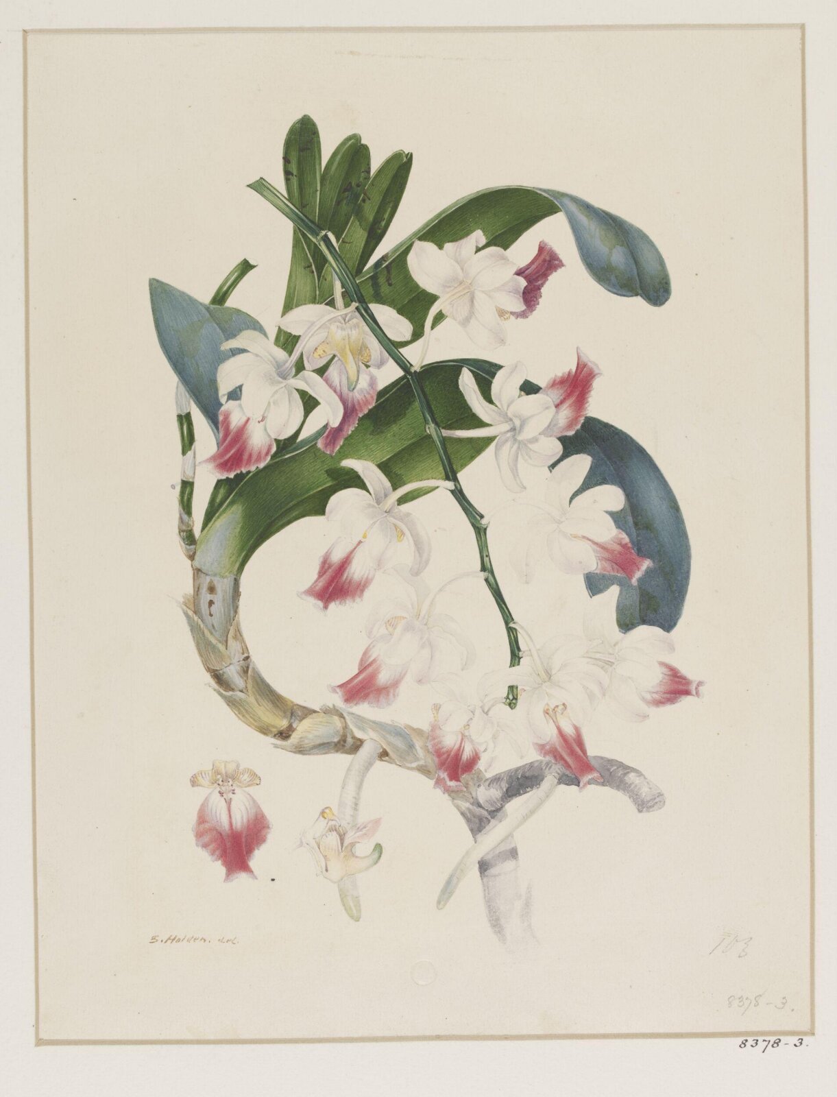 Drawing, Samuel Holden, 1837-47