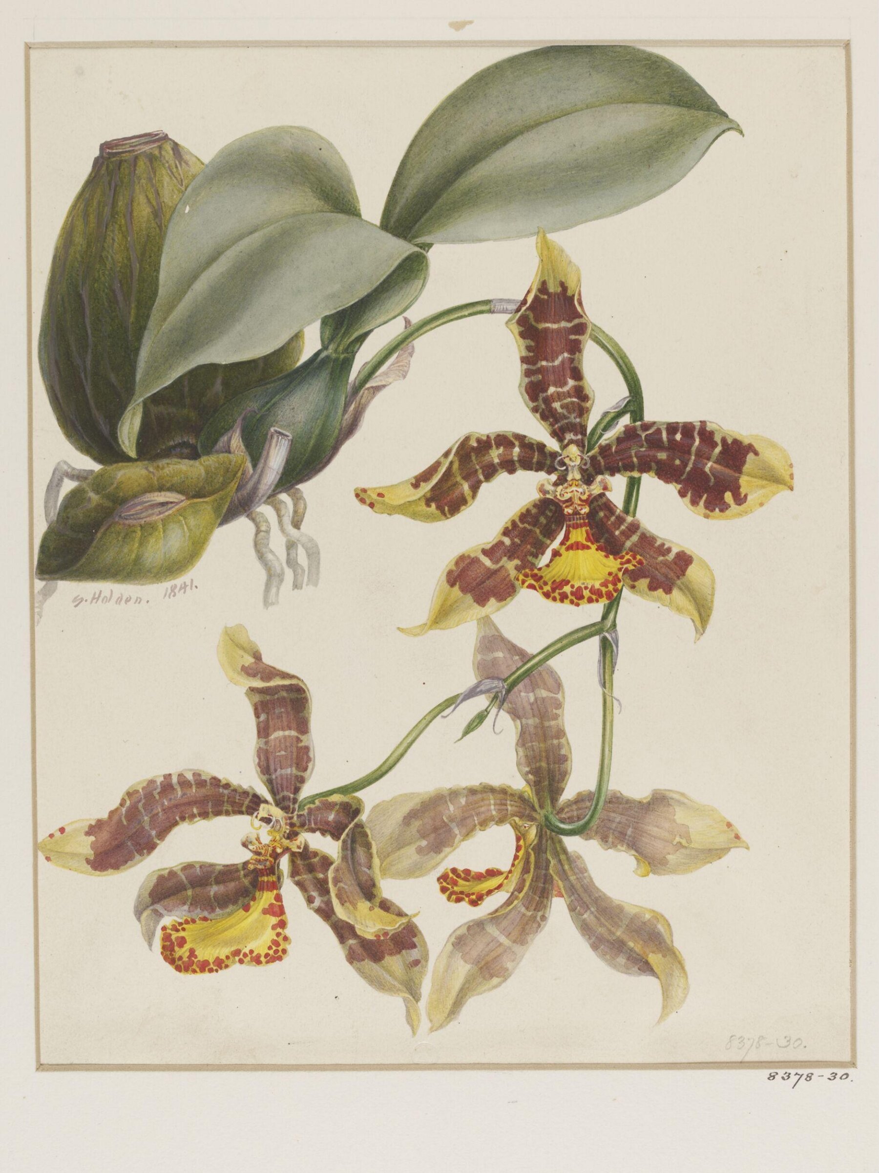 Drawing, Samuel Holden, 1841