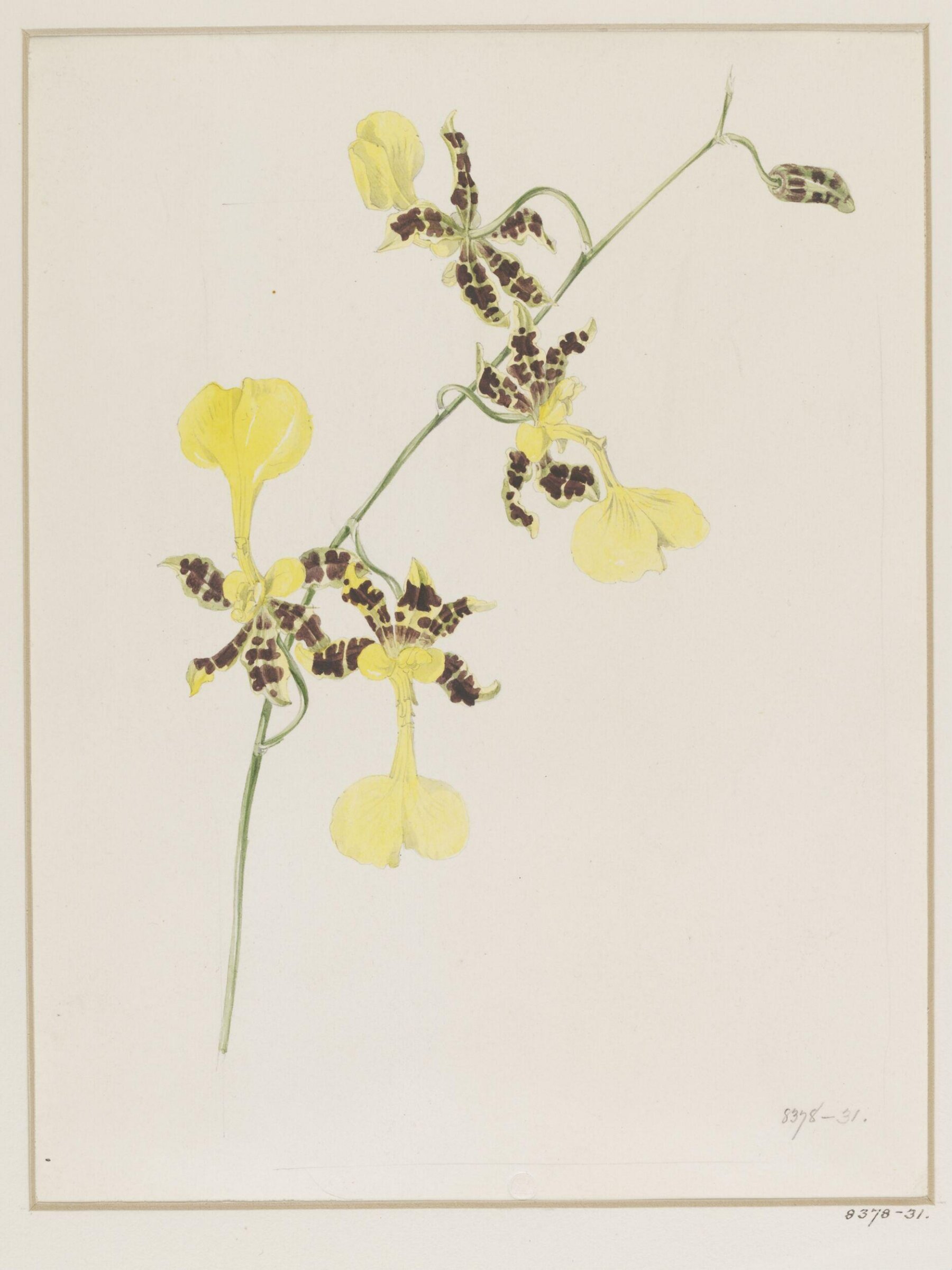 Drawing, Samuel Holden, 1837-47