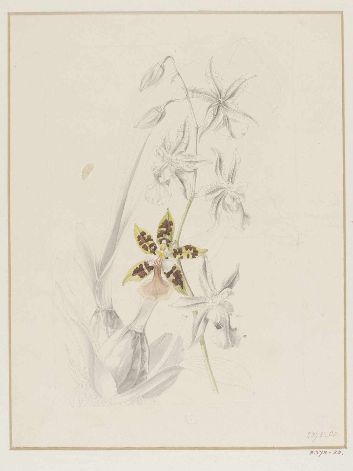 Drawing, Samuel Holden, 1837-47