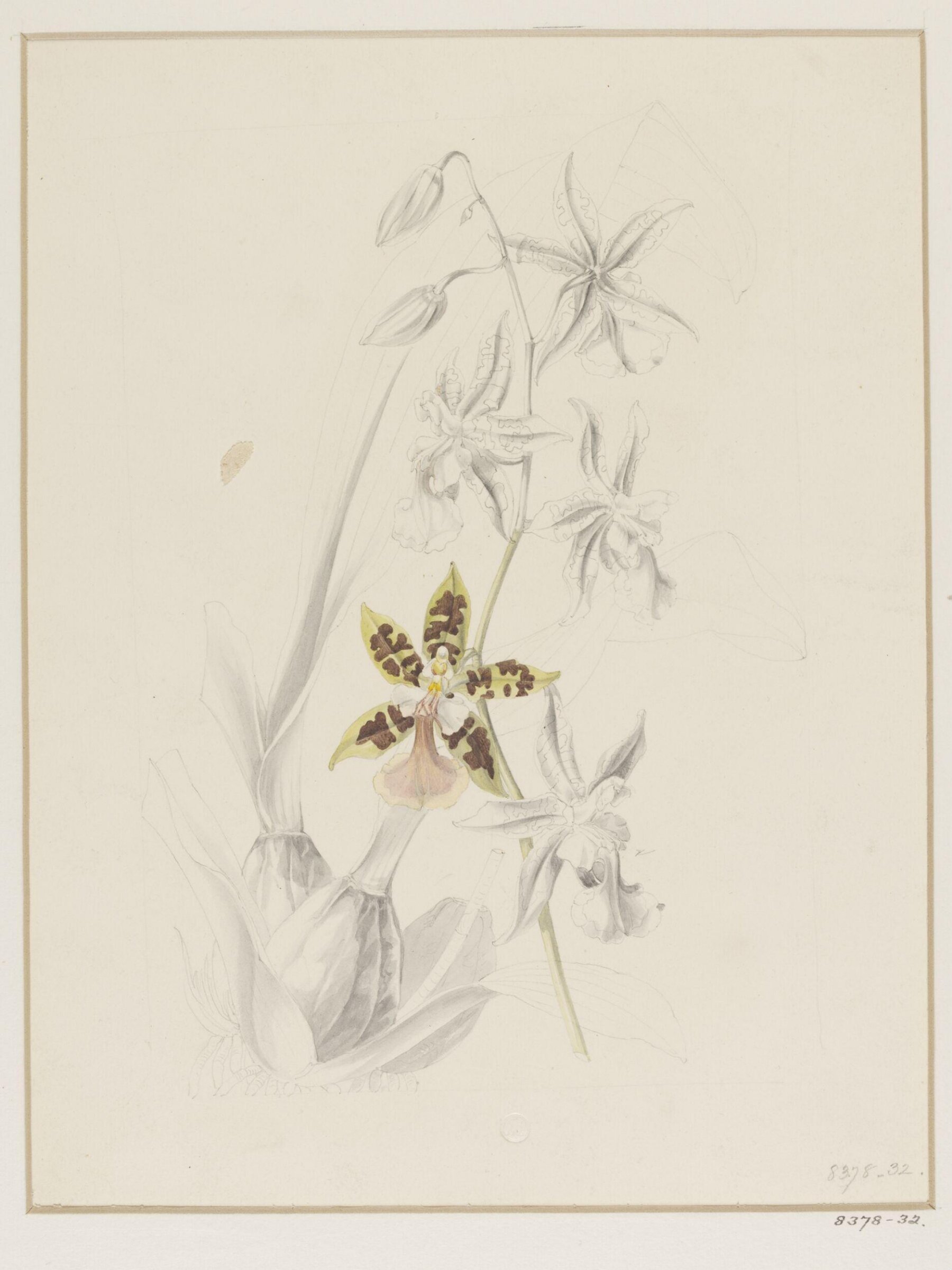 Drawing, Samuel Holden, 1837-47