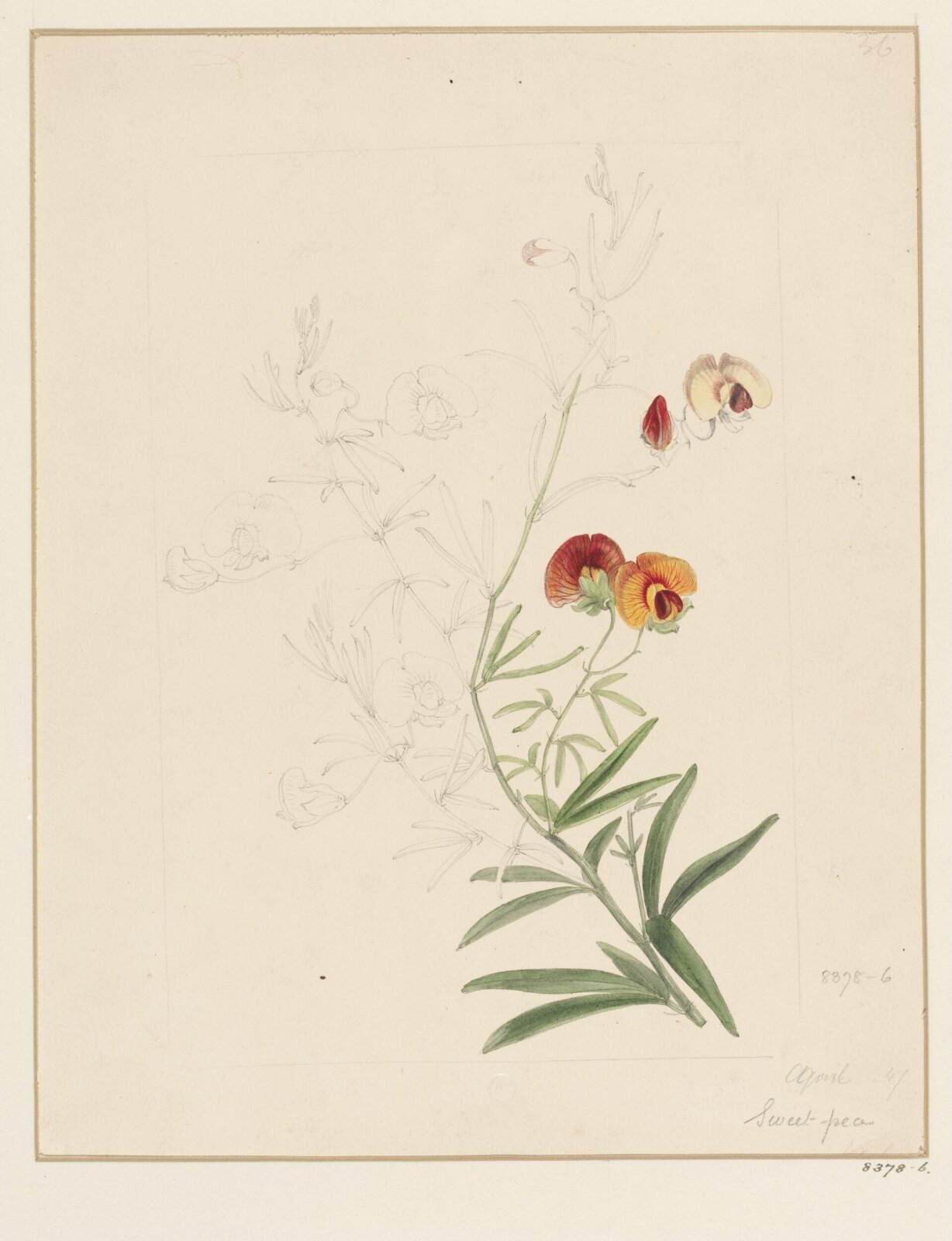 Drawing, Samuel Holden, April 1847