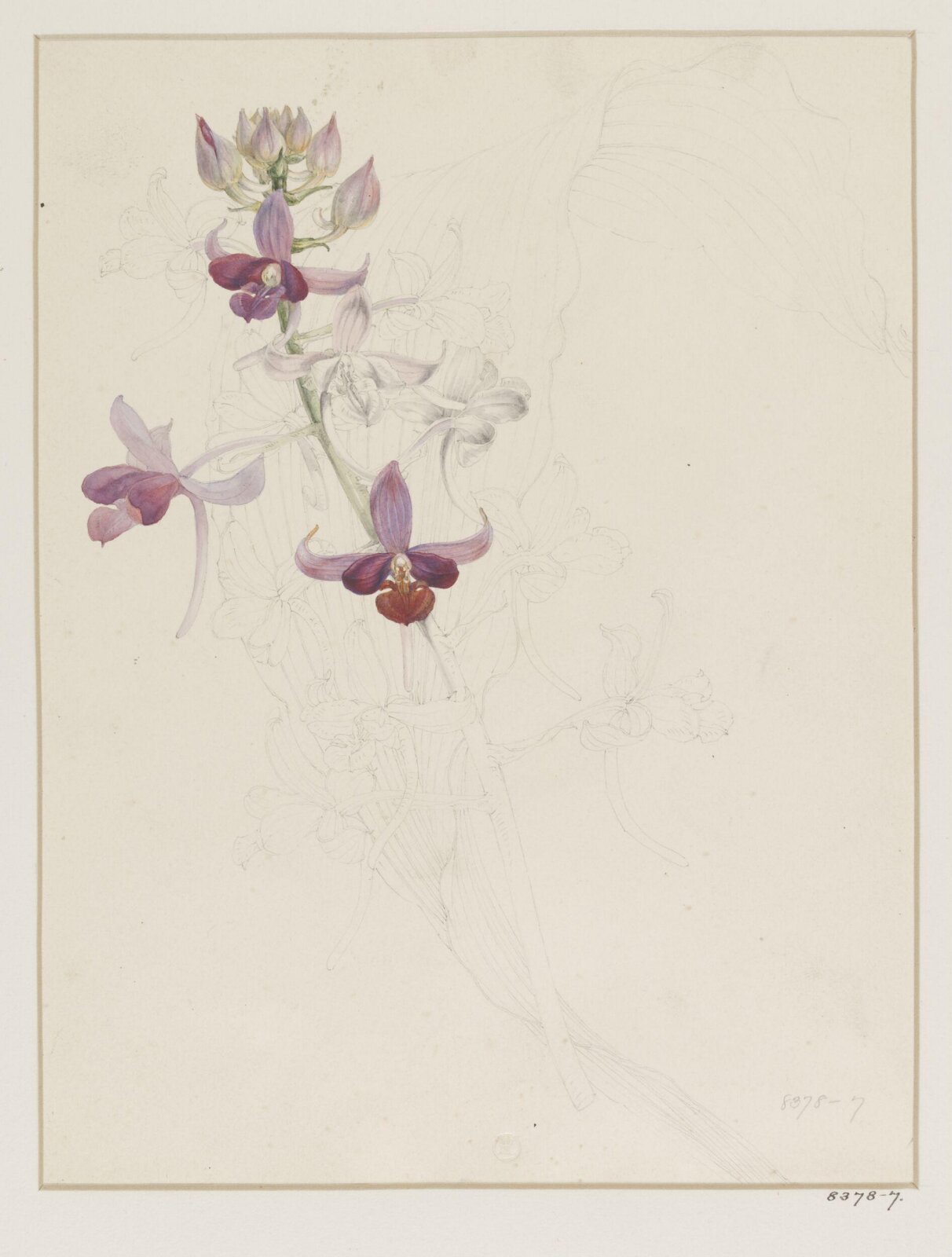 Drawing, Samuel Holden, 1837-47