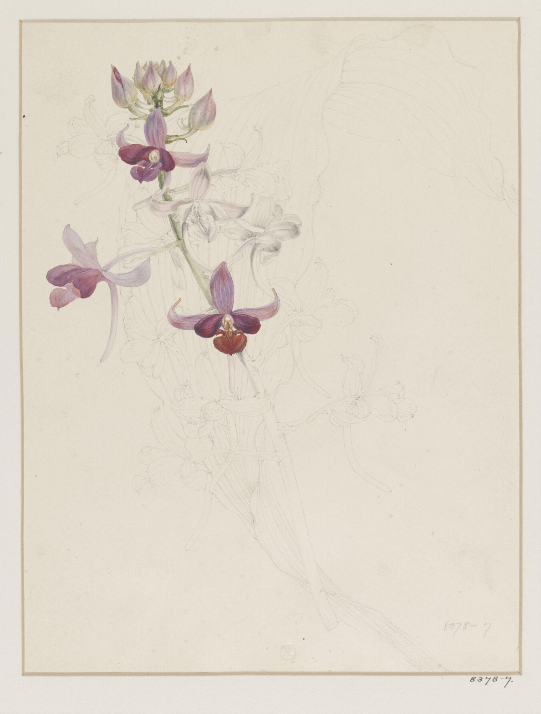 Drawing, Samuel Holden, 1837-47