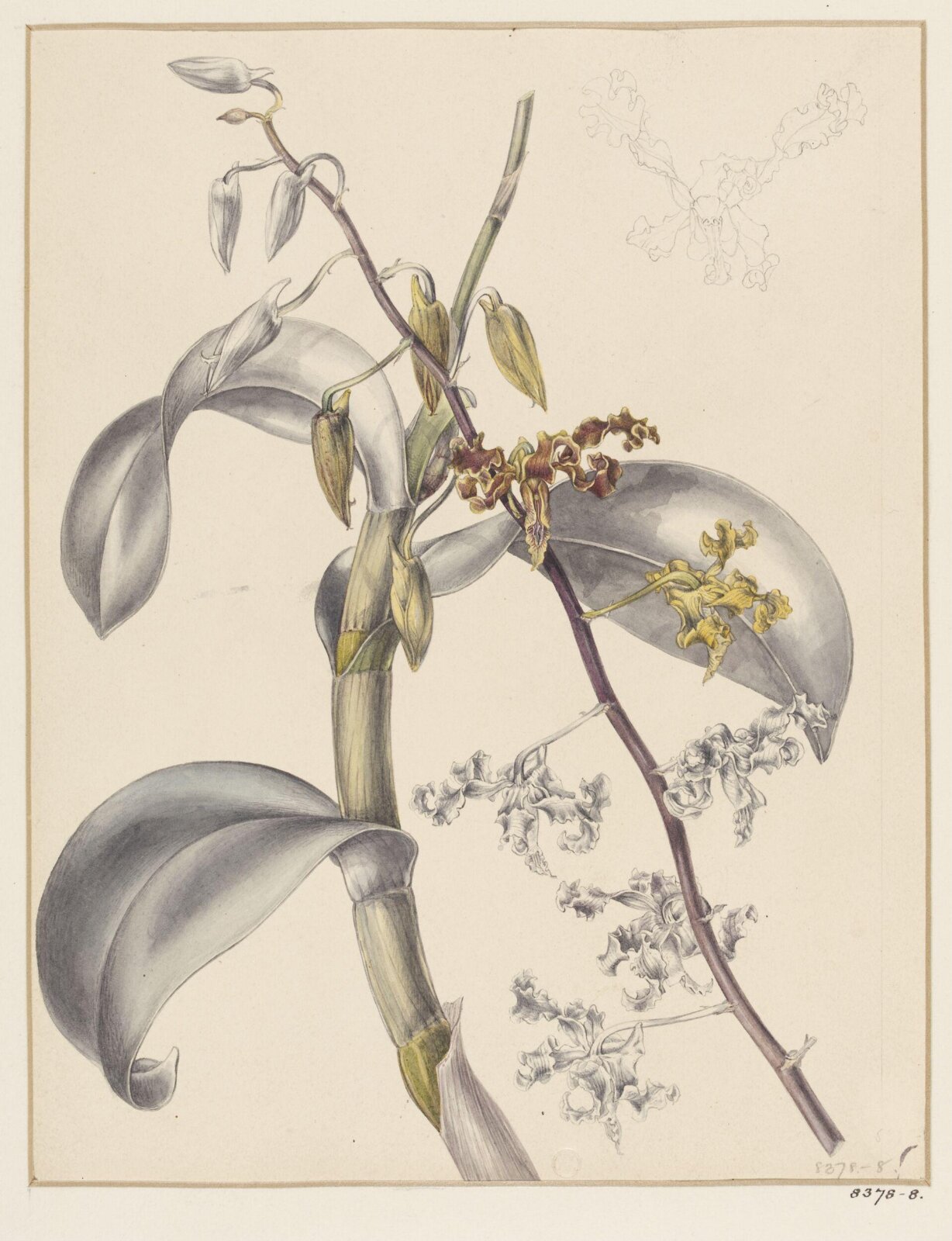 Drawing, Samuel Holden, 1837-47