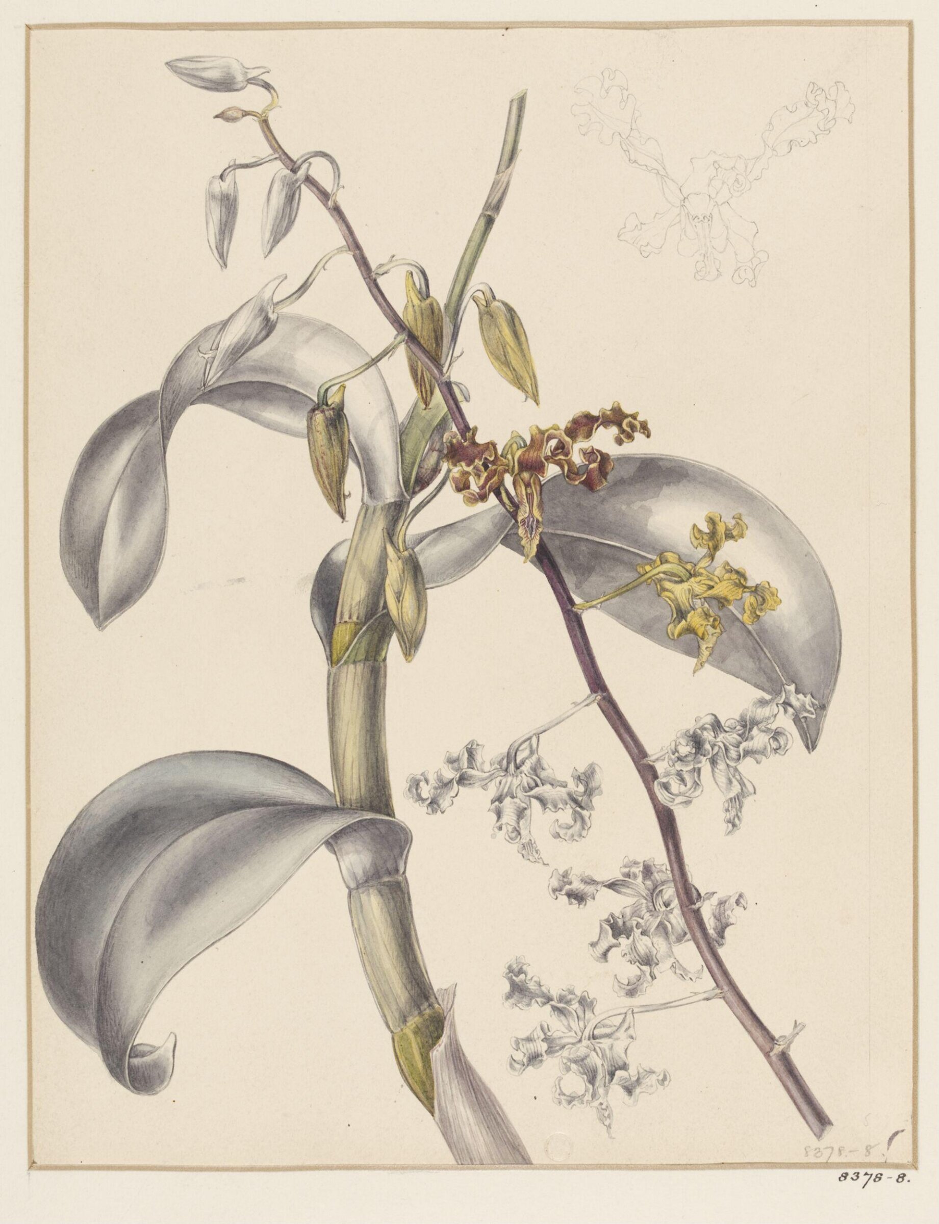 Drawing, Samuel Holden, 1837-47
