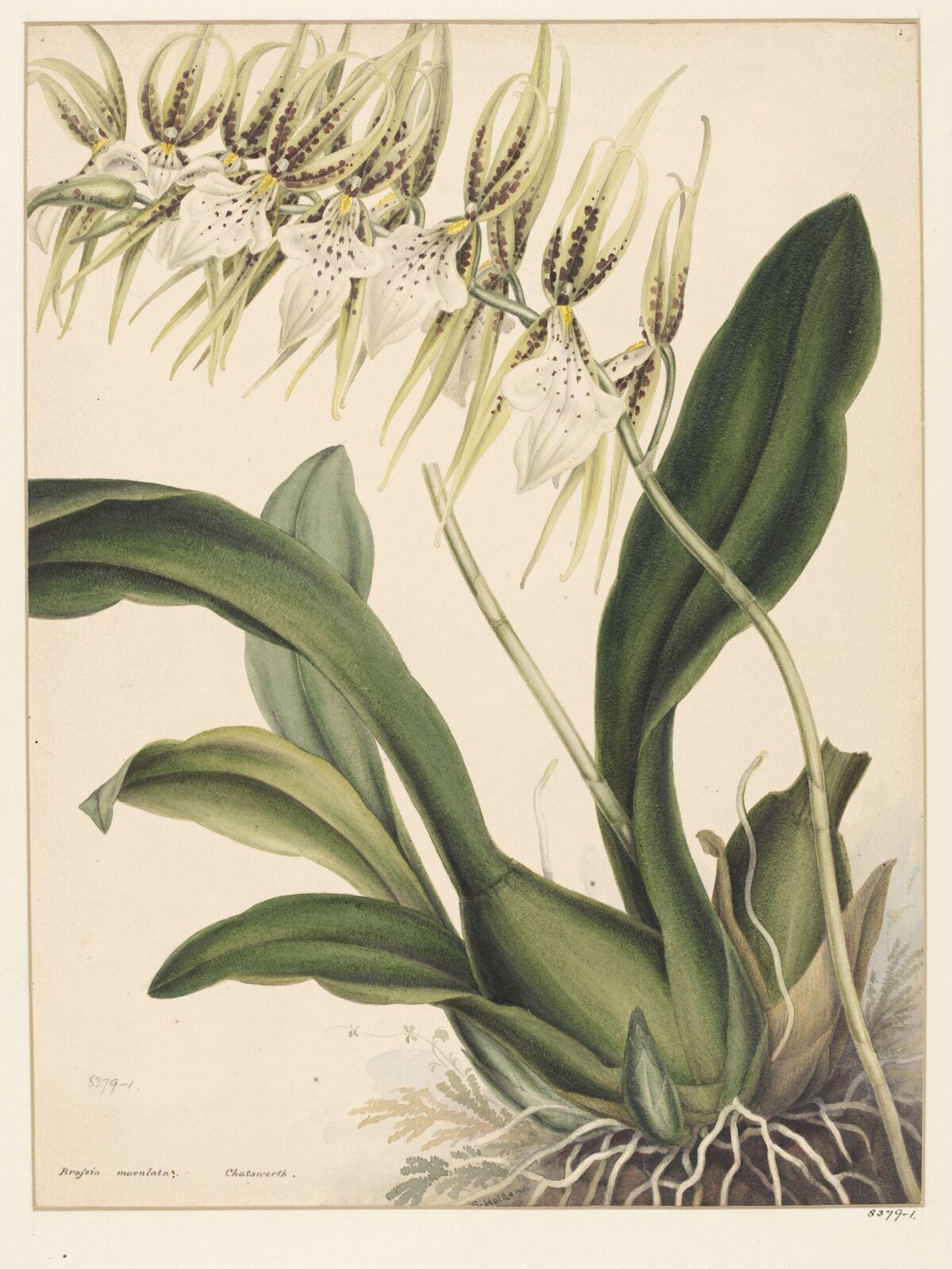 Drawing, Samuel Holden, 1837-47