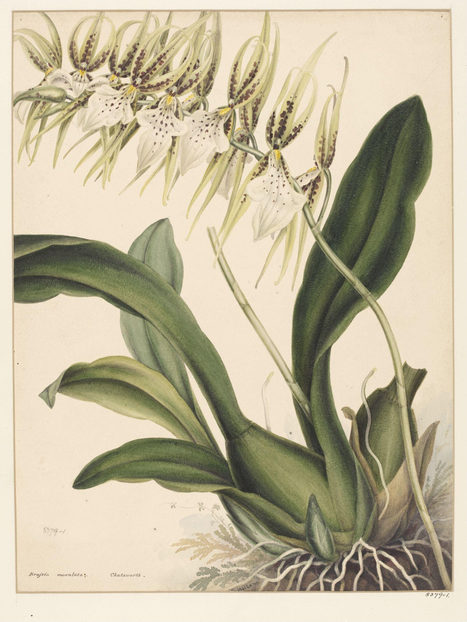 Drawing, Samuel Holden, 1837-47