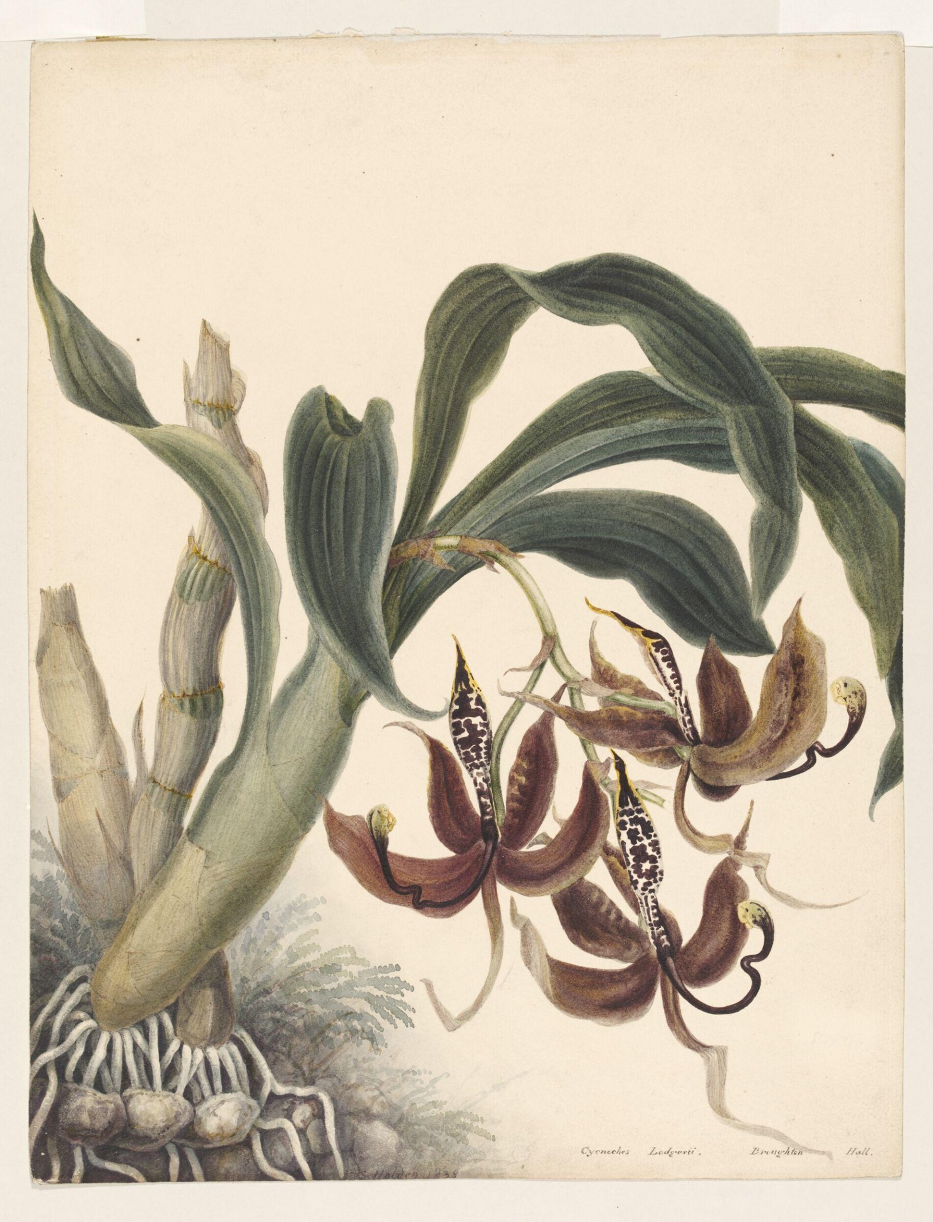 Drawing, Samuel Holden, 1837-47