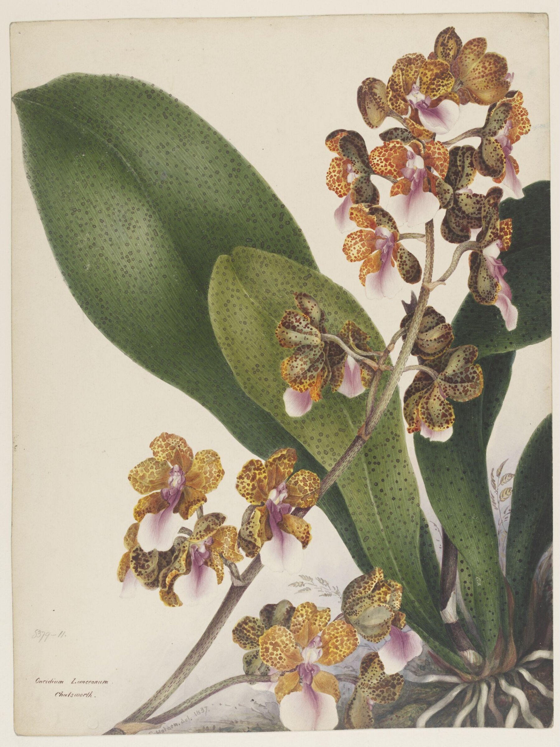Drawing, Samuel Holden, 1837