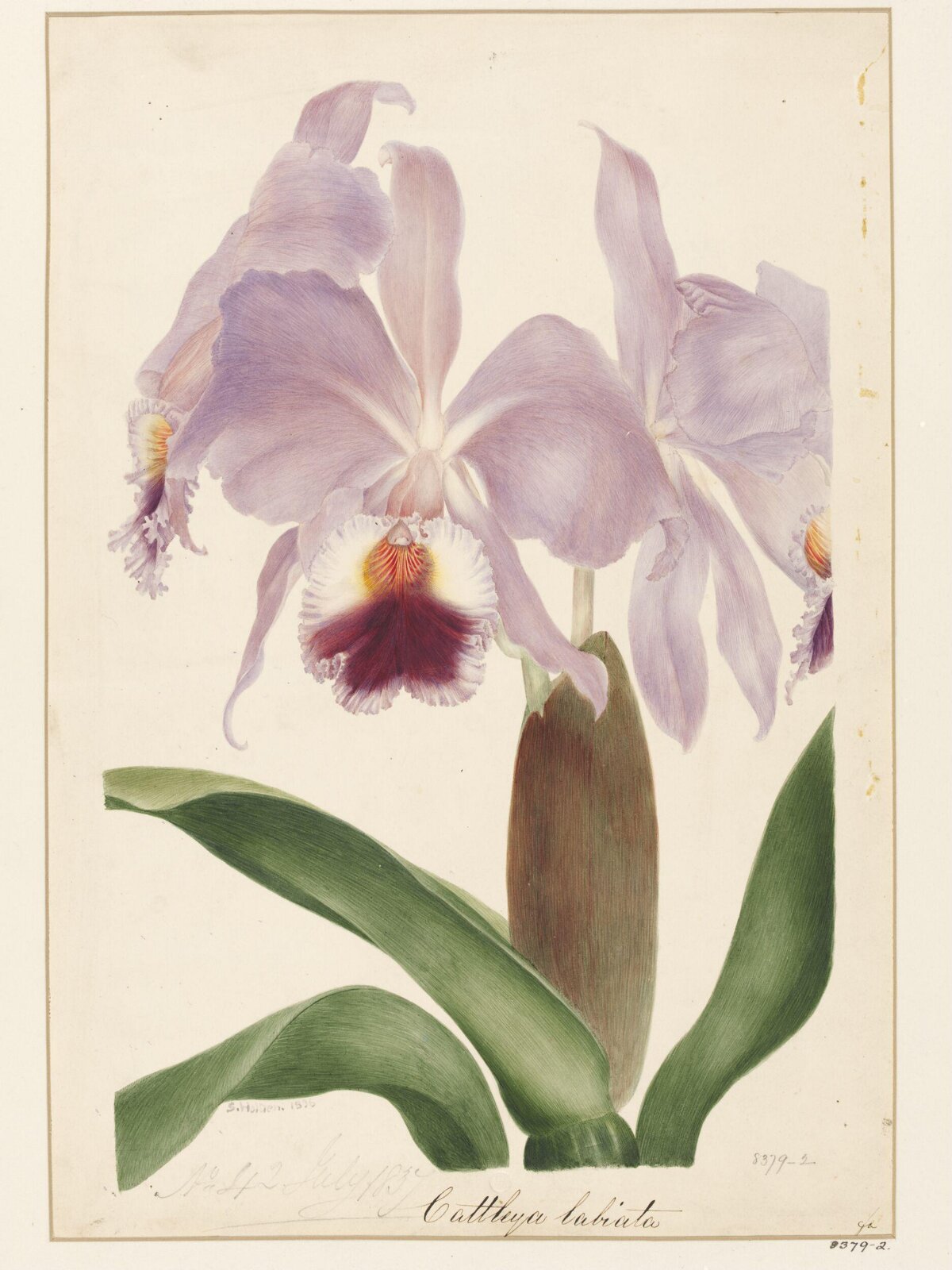 Drawing, Samuel Holden, 1836-37