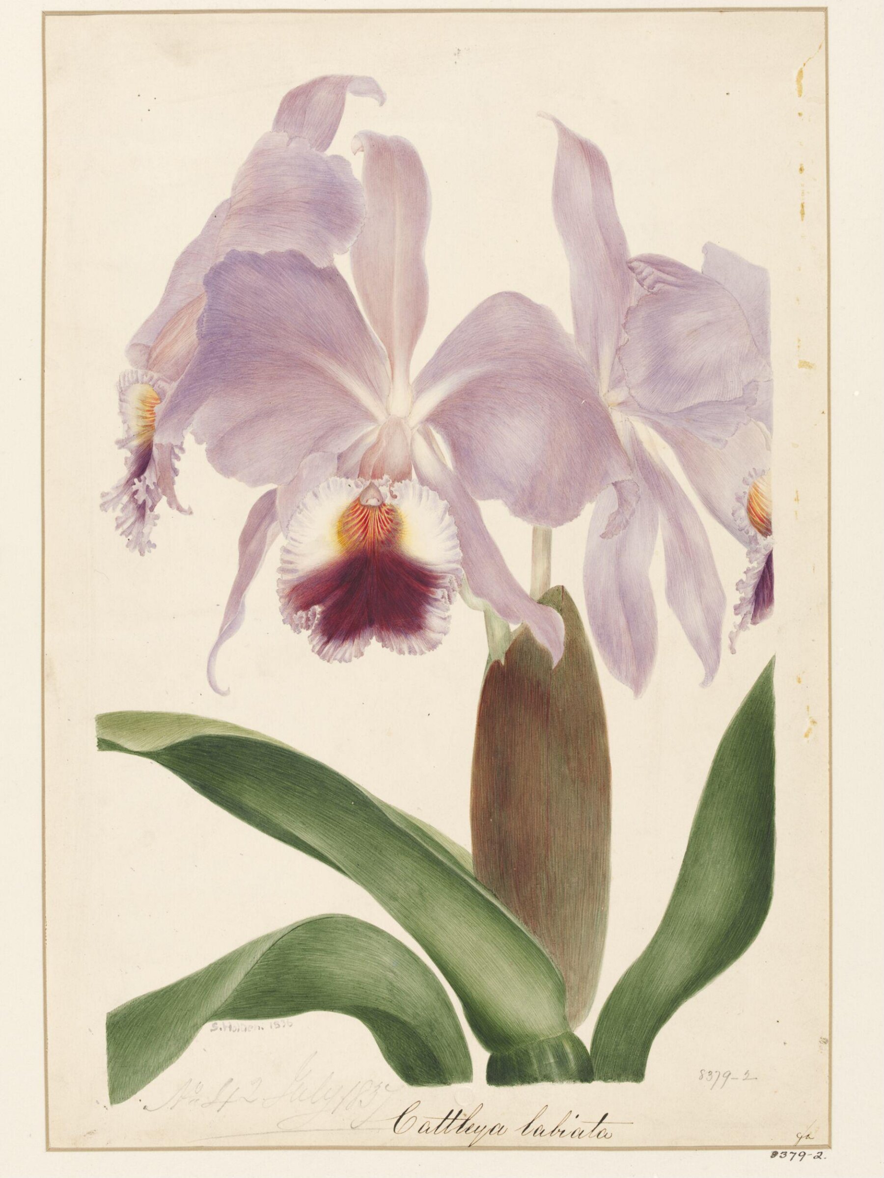 Drawing, Samuel Holden, 1836-37