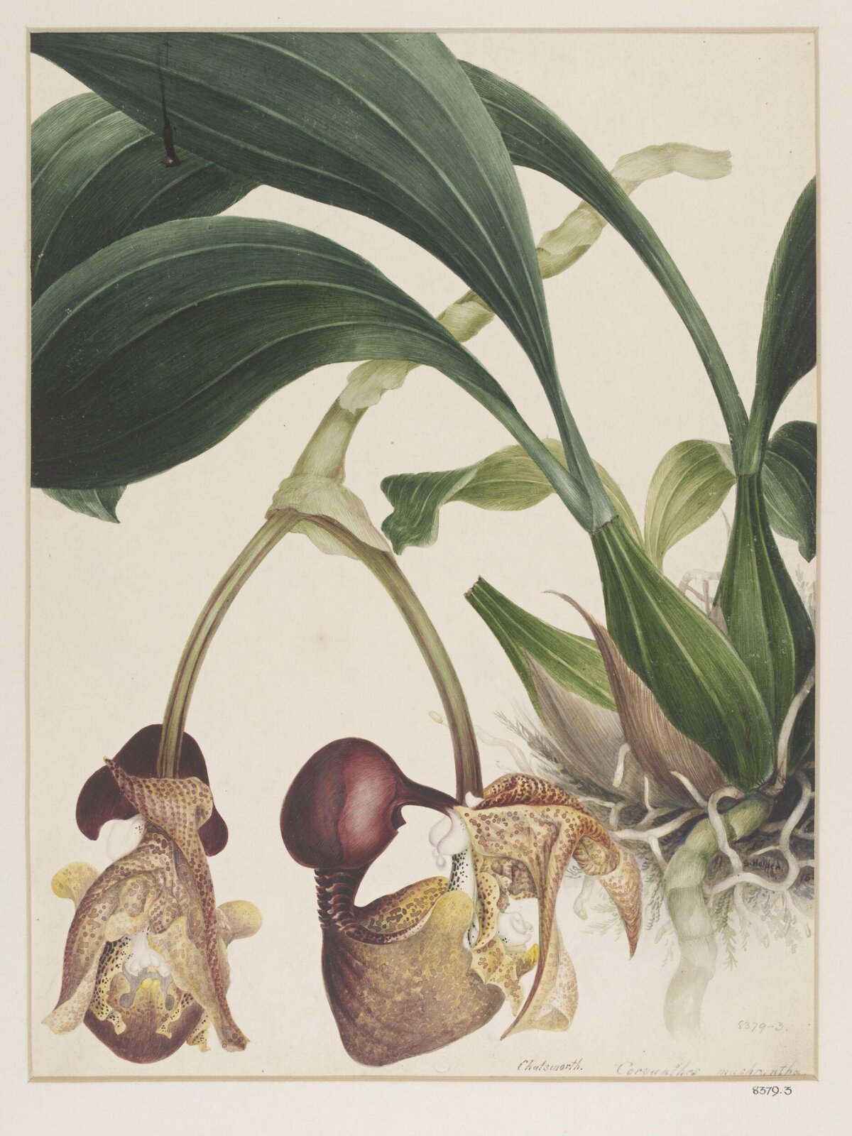 Orchid, Samuel Holden, about or after 1837