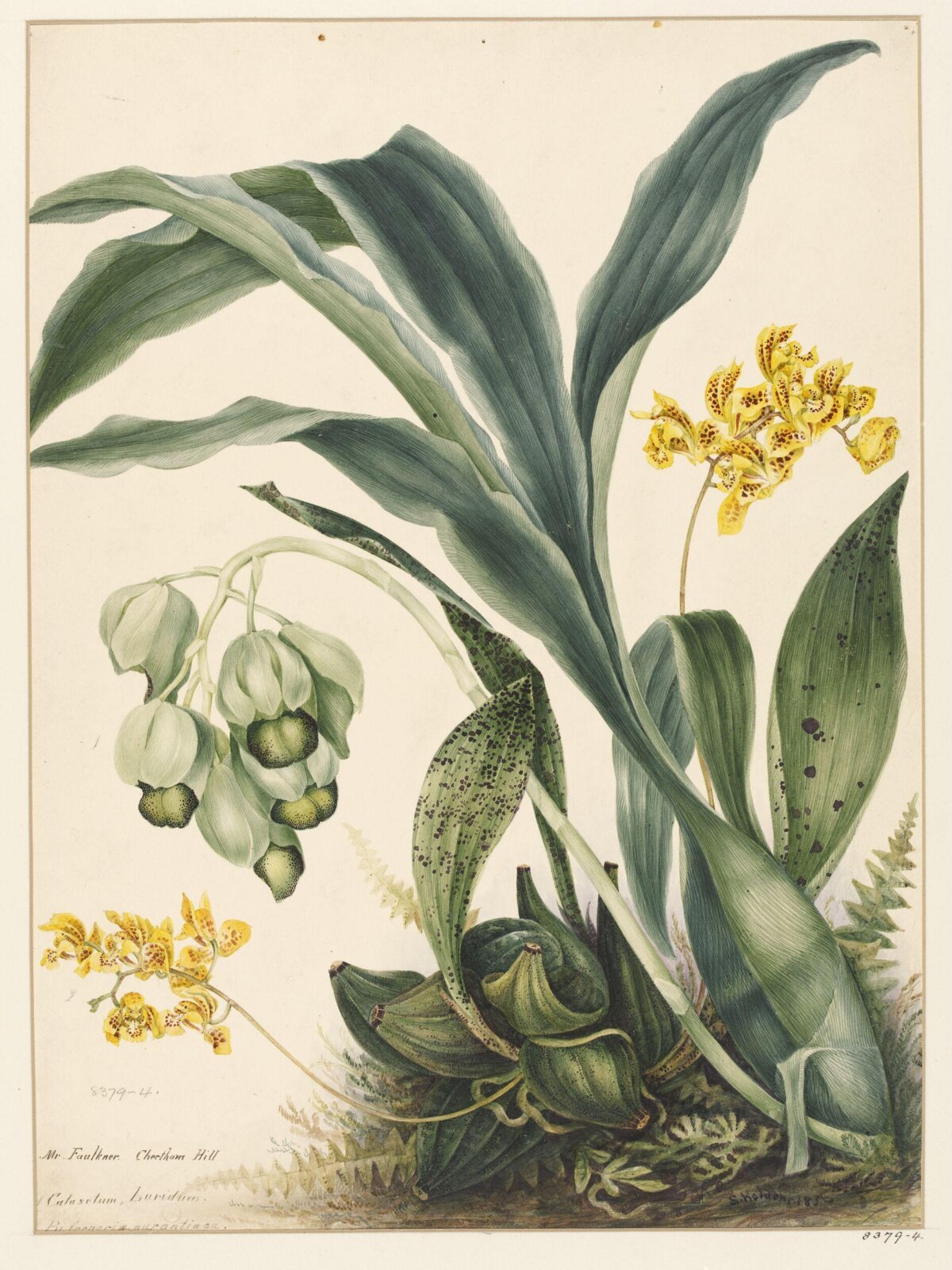 Drawing, Samuel Holden, 1837-47