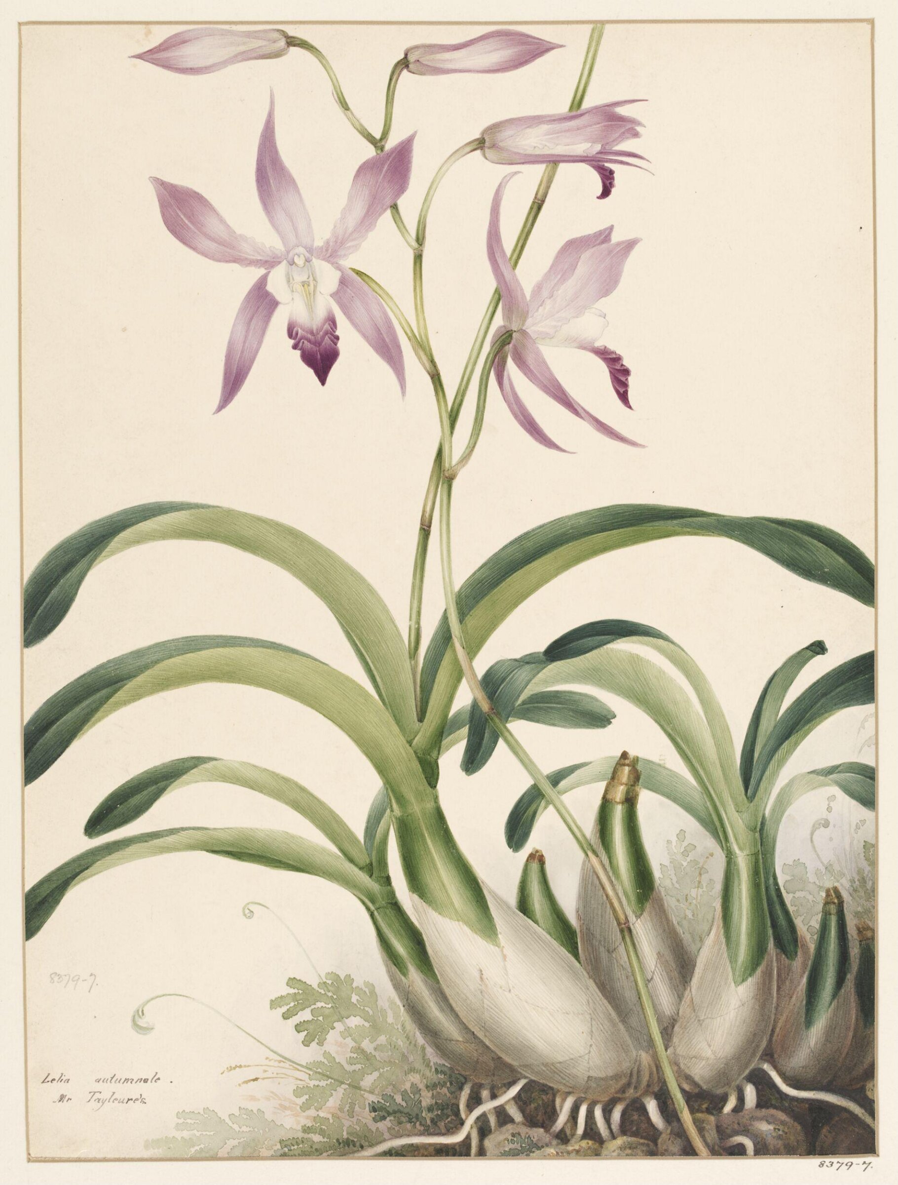 Drawing, Samuel Holden, 1837-47