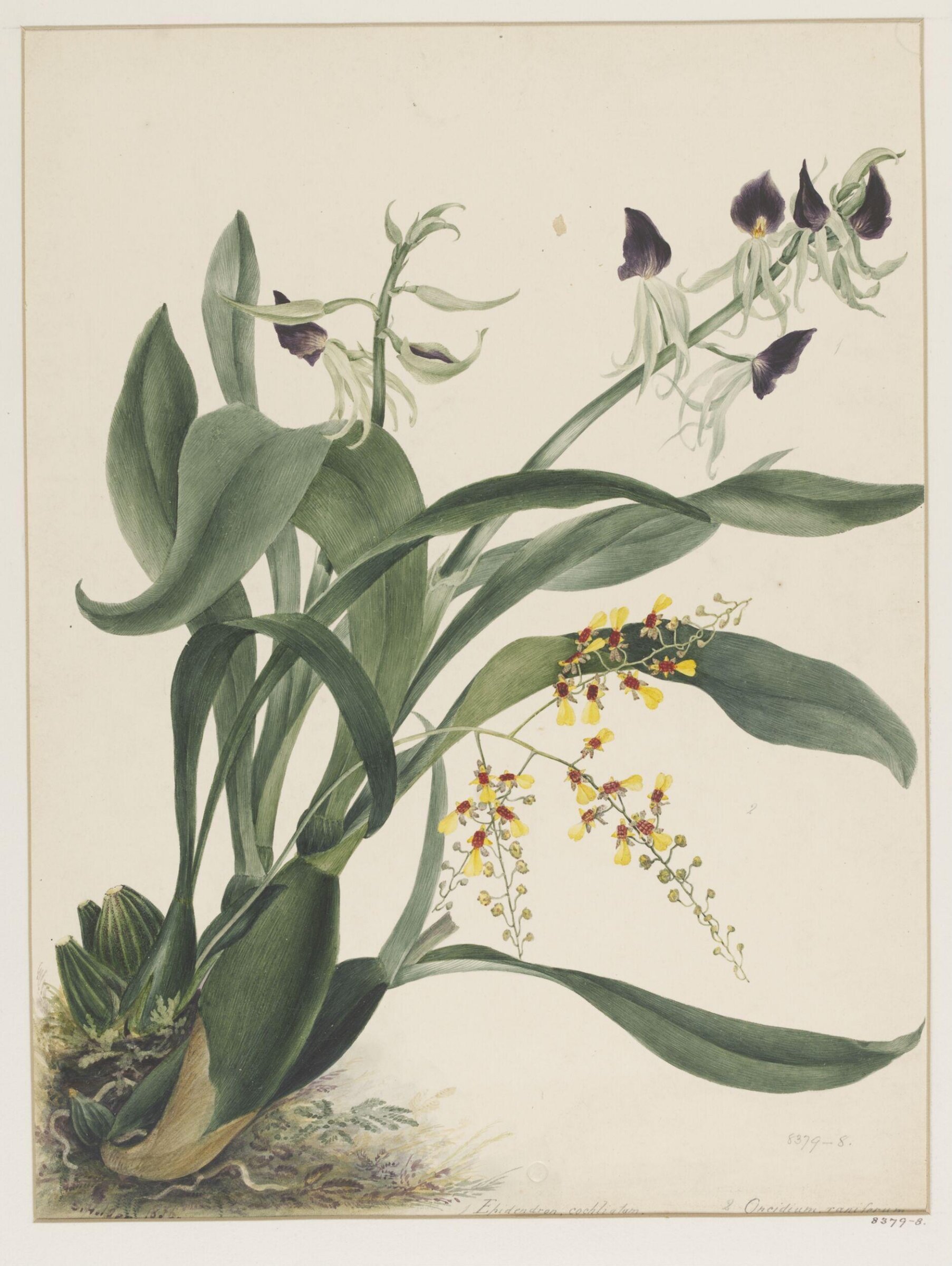 Drawing, Samuel Holden, 1836