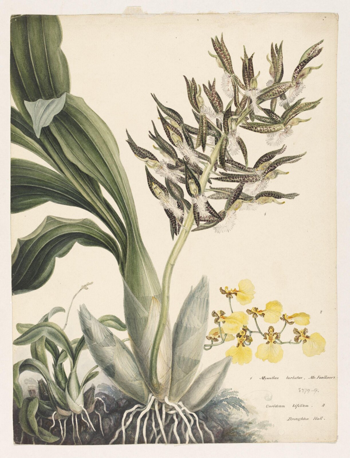 Drawing, Samuel Holden, 1837-47